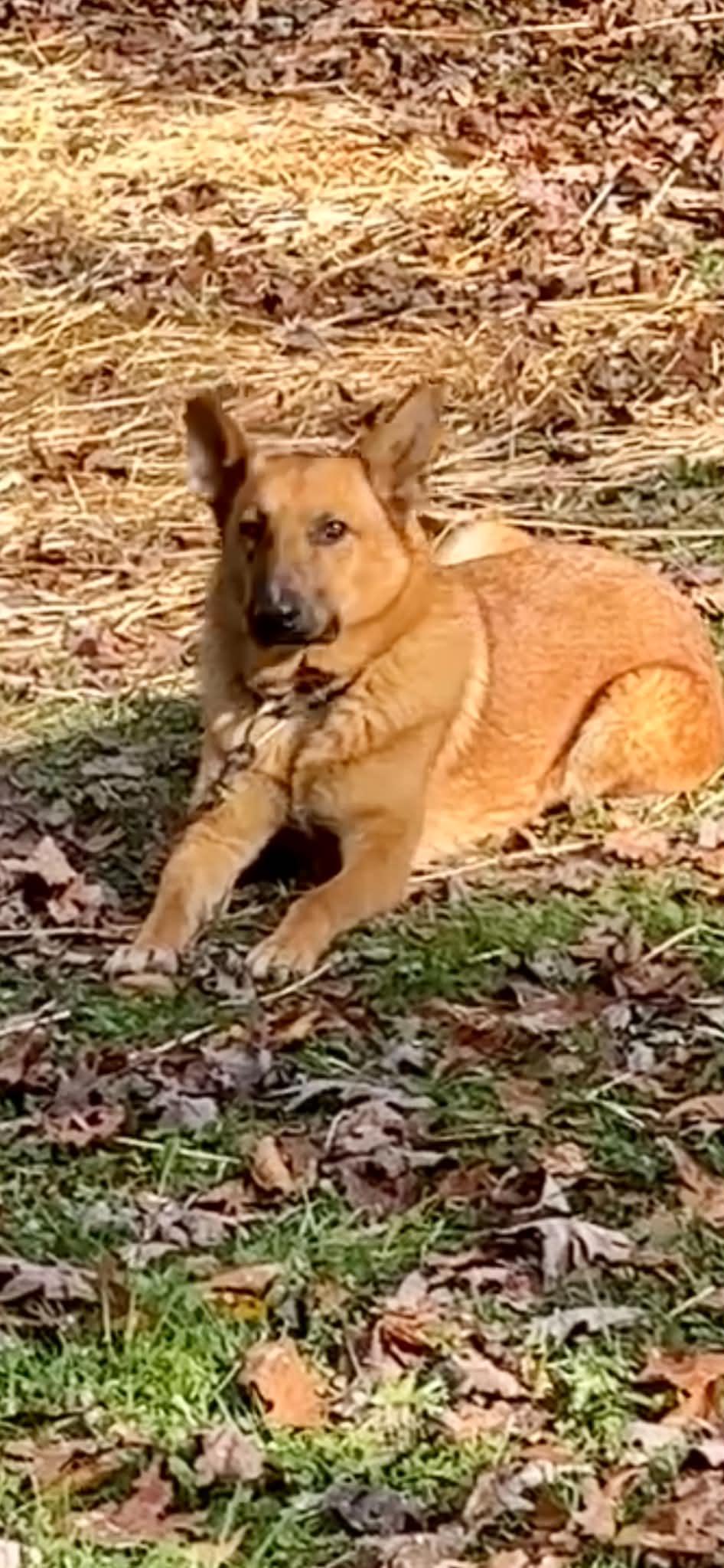 Enlarge Bando, a ADOPTABLE German Shepherd Dog in Inez, KY image 2/3