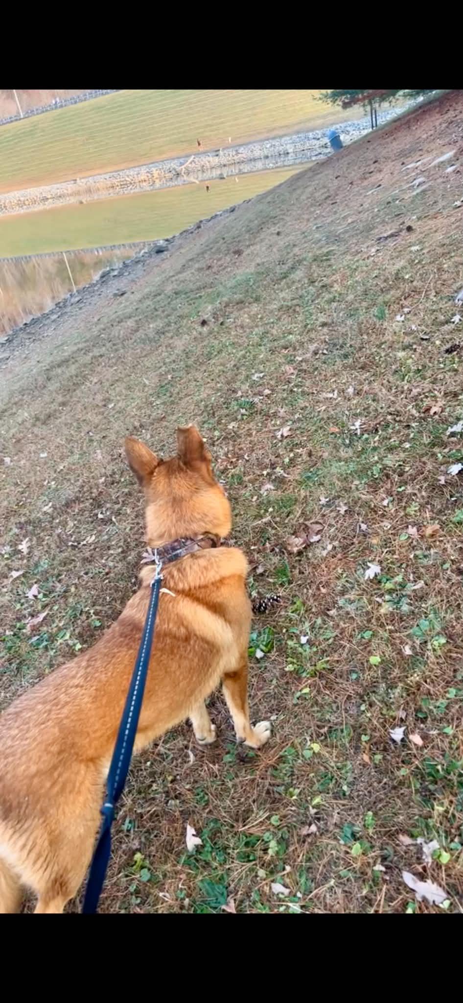 Enlarge Bando, a ADOPTABLE German Shepherd Dog in Inez, KY image 3/3