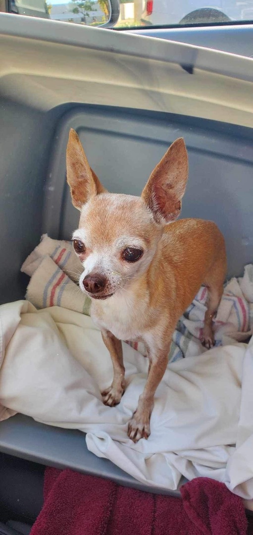 Bentley , Adoptable, Senior Male Chihuahua.
