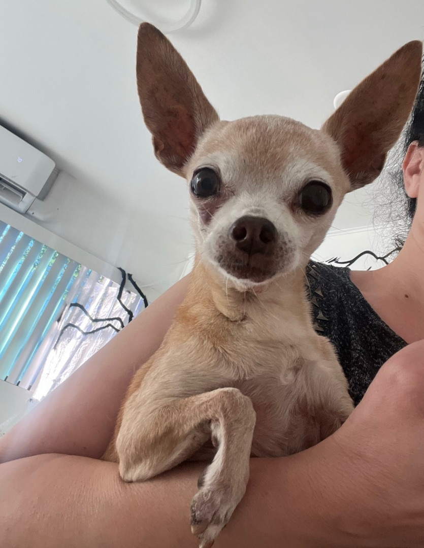 Enlarge Bentley , a Adoptable Chihuahua in Los Angeles, CA image 2/3