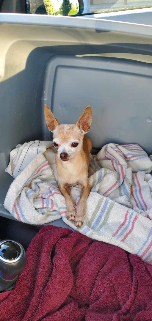 Enlarge Bentley , a Adoptable Chihuahua in Los Angeles, CA image 3/3