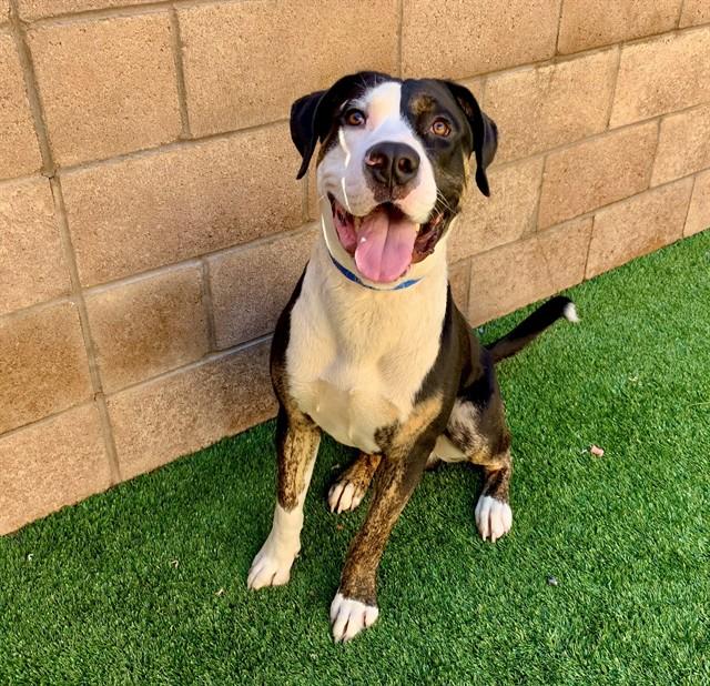 STANLEY, Adoptable, Young Male Pit Bull Terrier & Mixed Breed.