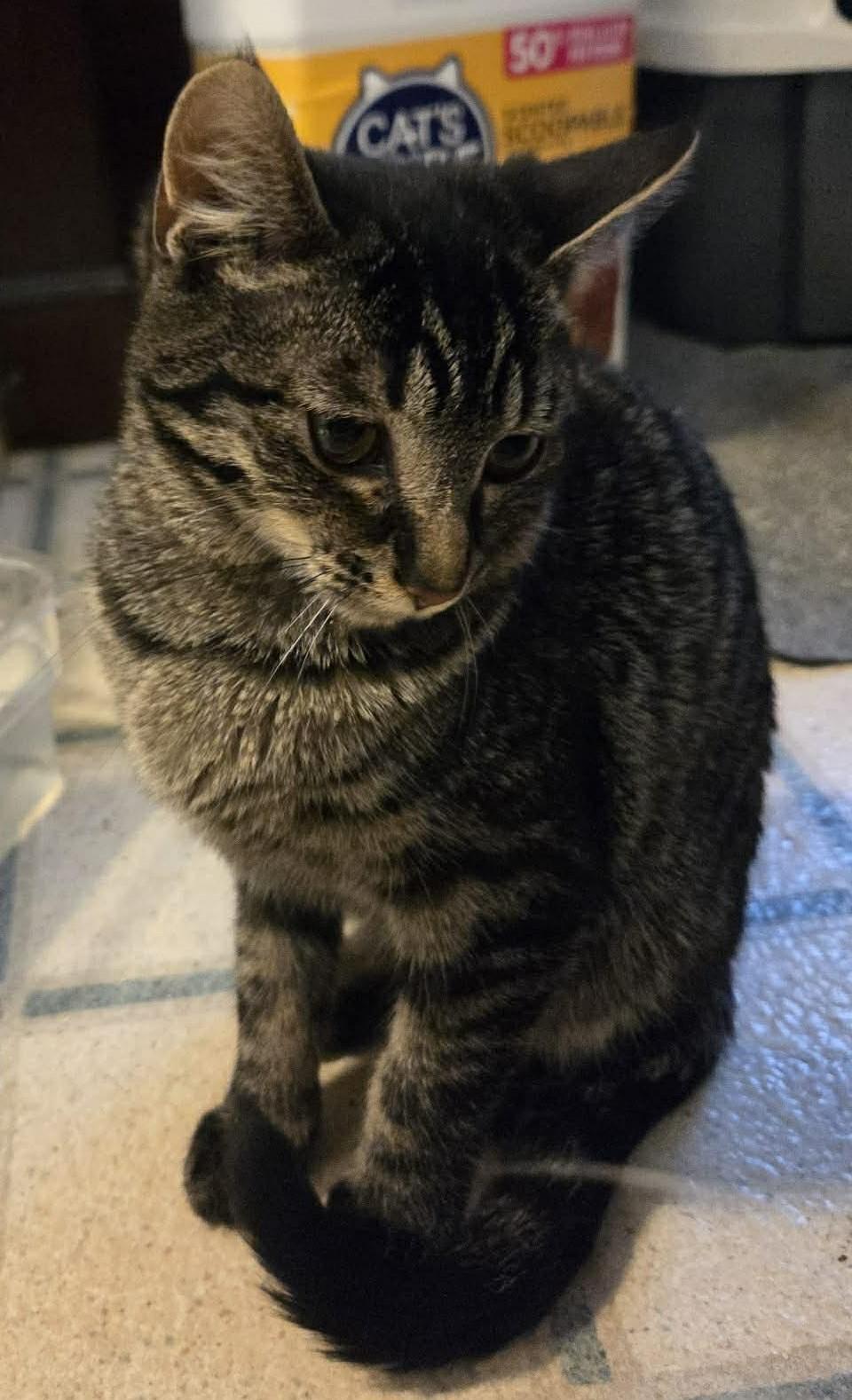 Tiny, a Adoptable Tabby in Beckley, WV image 2/4