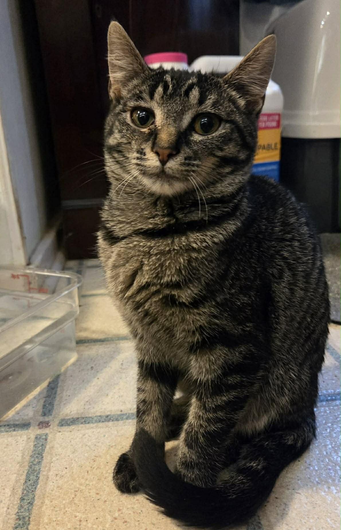 Tiny, a Adoptable Tabby in Beckley, WV image 1/4