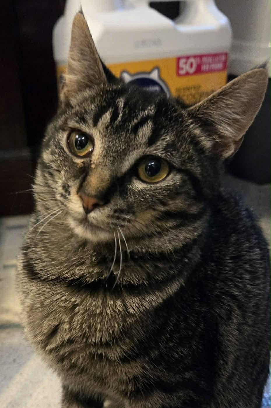 Tiny, a Adoptable Tabby in Beckley, WV image 3/4