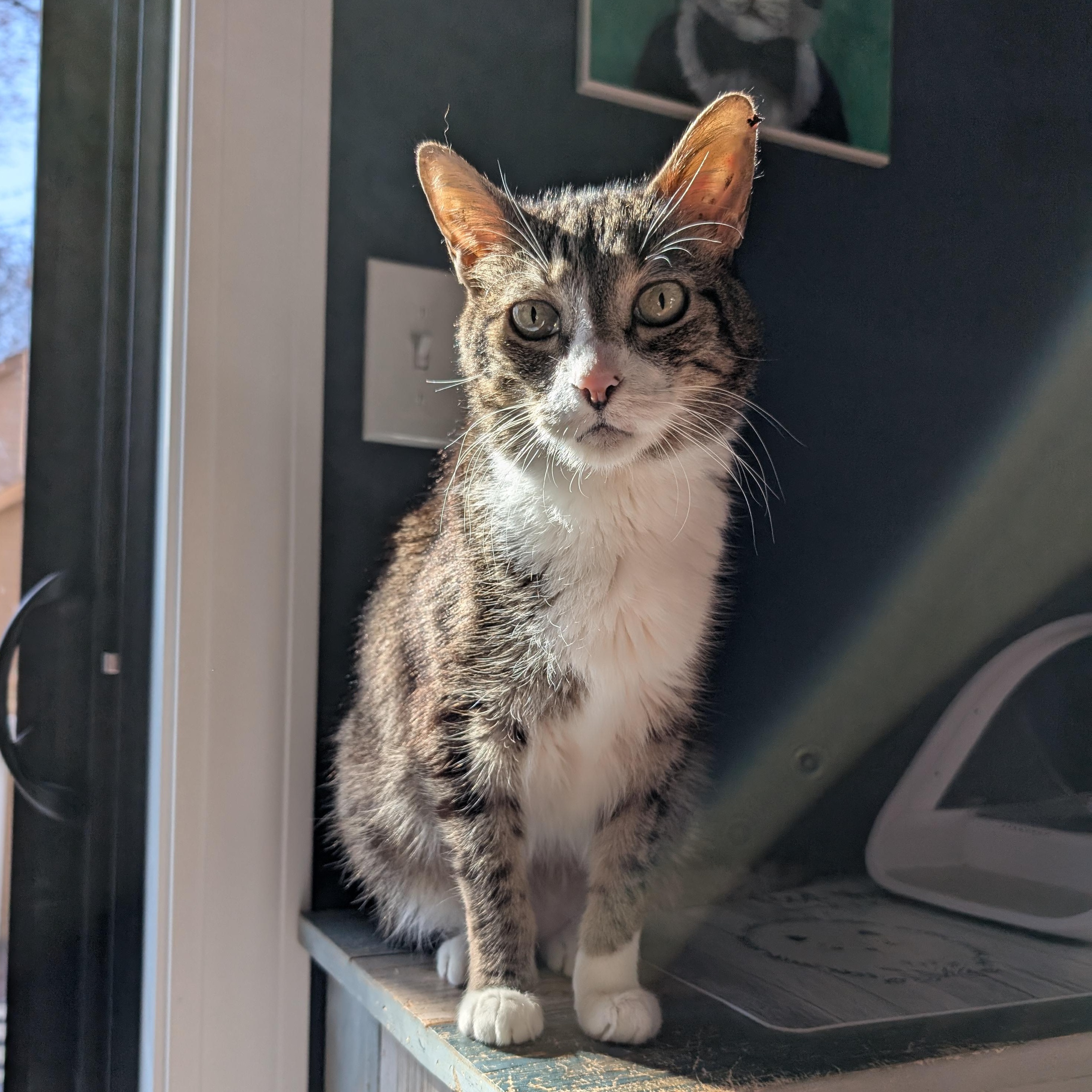 Enlarge Huey, a Adoptable Domestic Short Hair in Plymouth, MN image 3/5