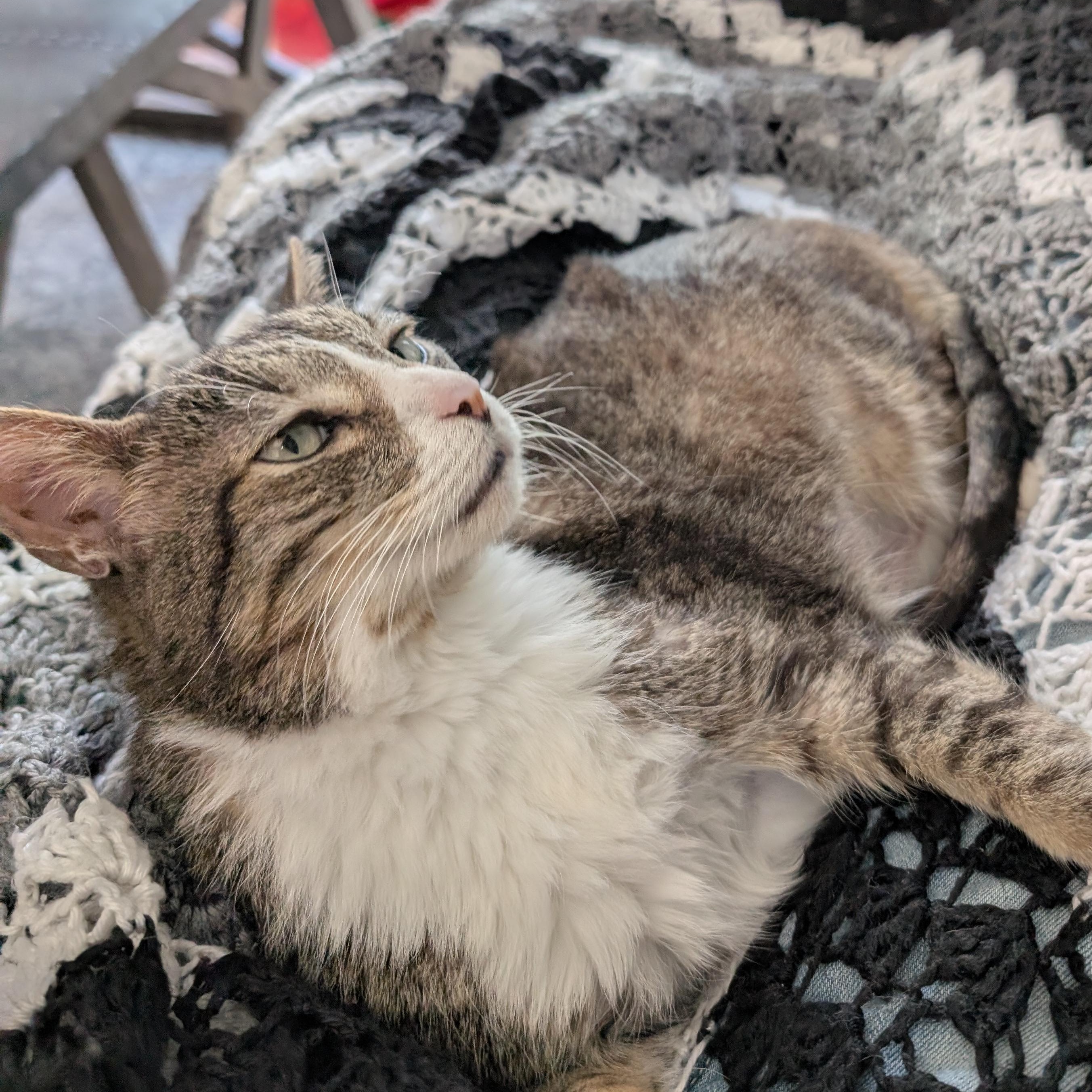 Enlarge Huey, a Adoptable Domestic Short Hair in Plymouth, MN image 5/5