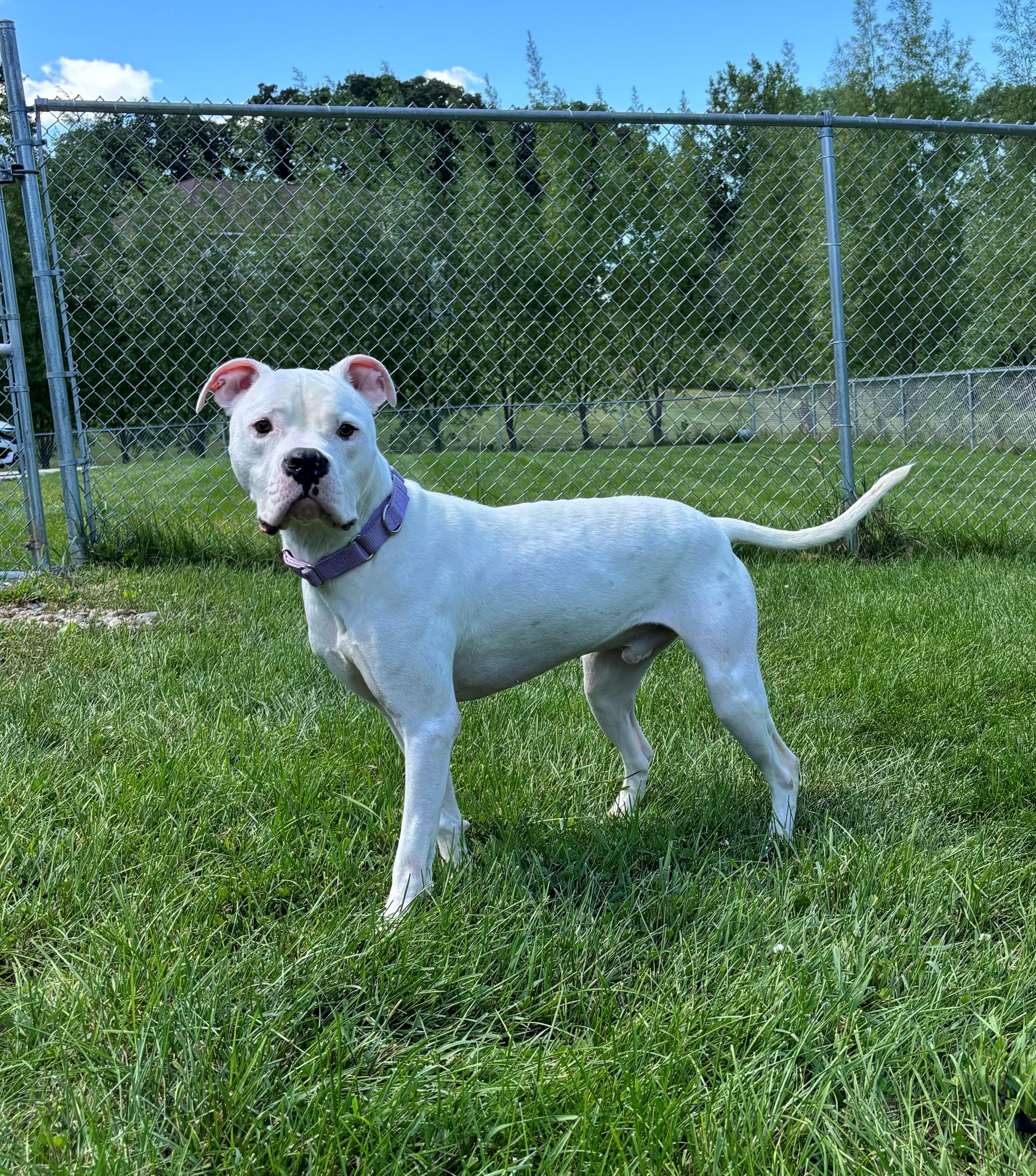 Enlarge Teego, a Adoptable mixed breed in Nevada, IA image 1/2