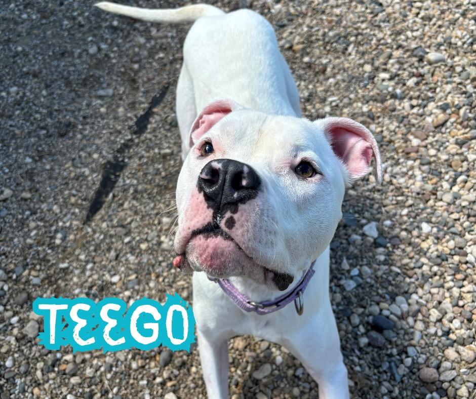 Enlarge Teego, a Adoptable mixed breed in Nevada, IA image 2/2