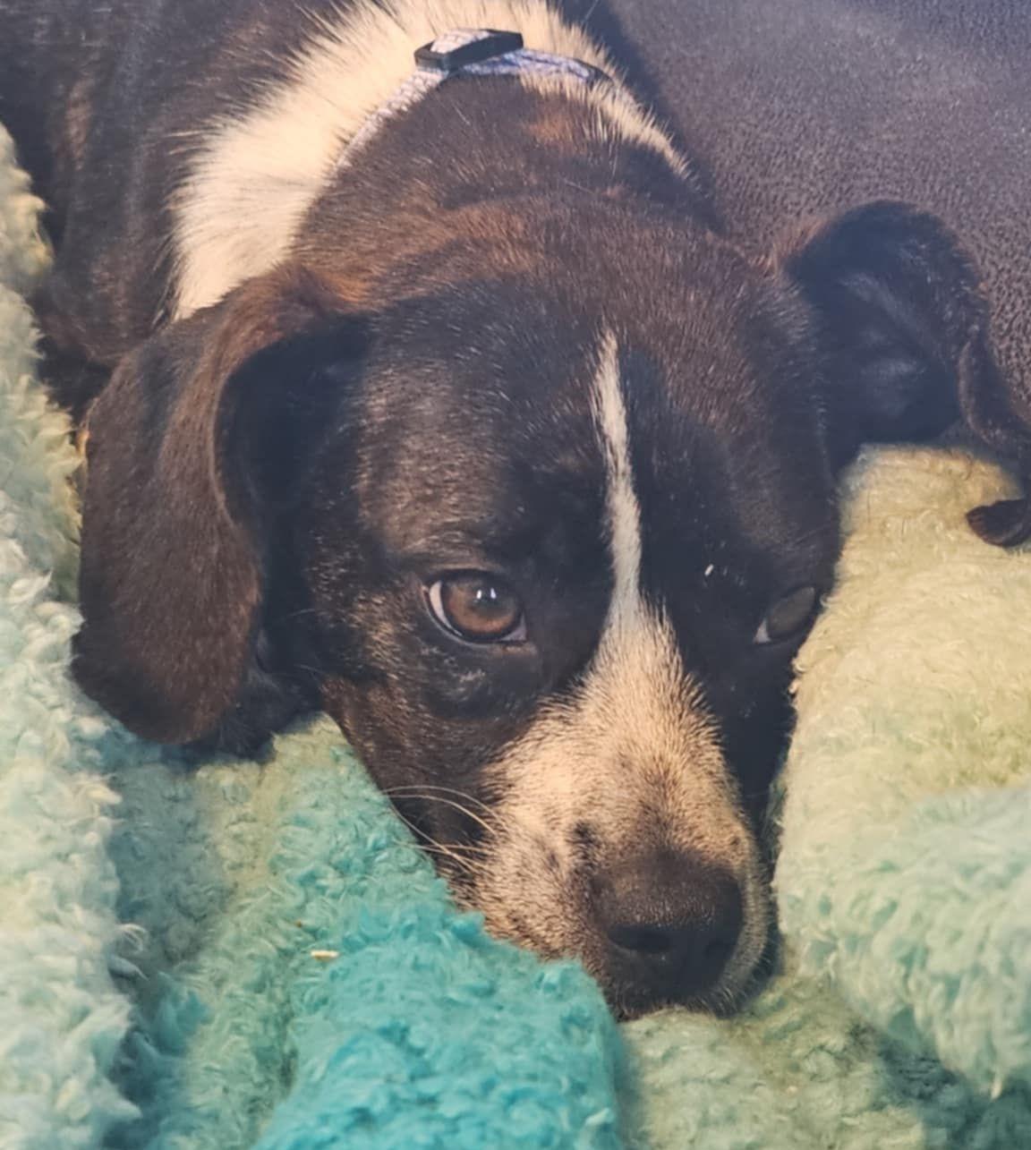 Susie, an adoptable Dachshund, Terrier in Grand Island, NE, 68801 | Photo Image 1