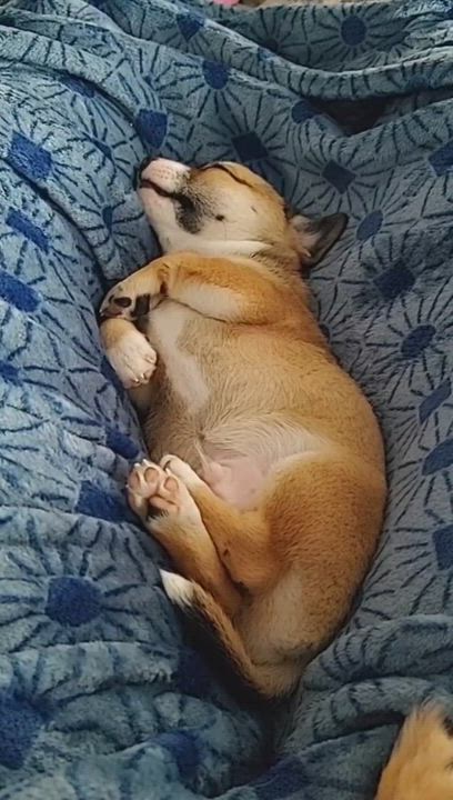 Enlarge Larkspur, a Adopted mixed breed in Commerce City, CO video 4/7