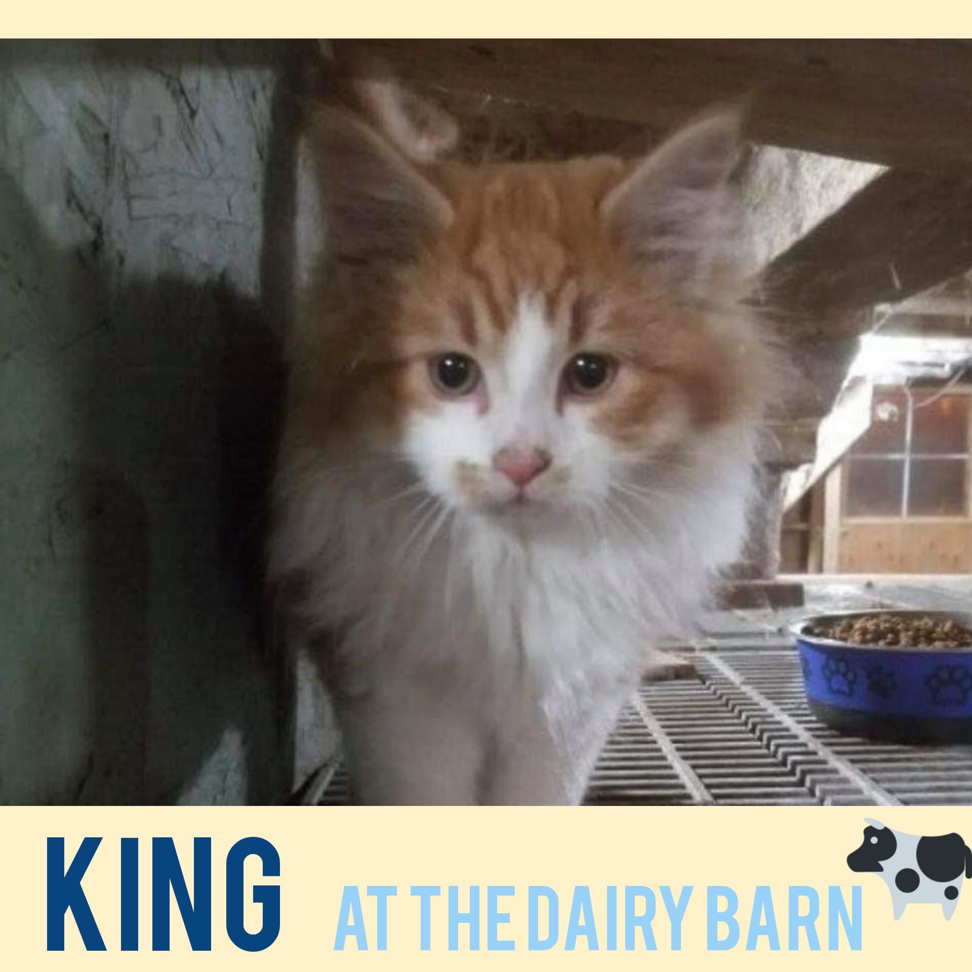 King, a Adopted Domestic Medium Hair in Guelph, ON image 2/4