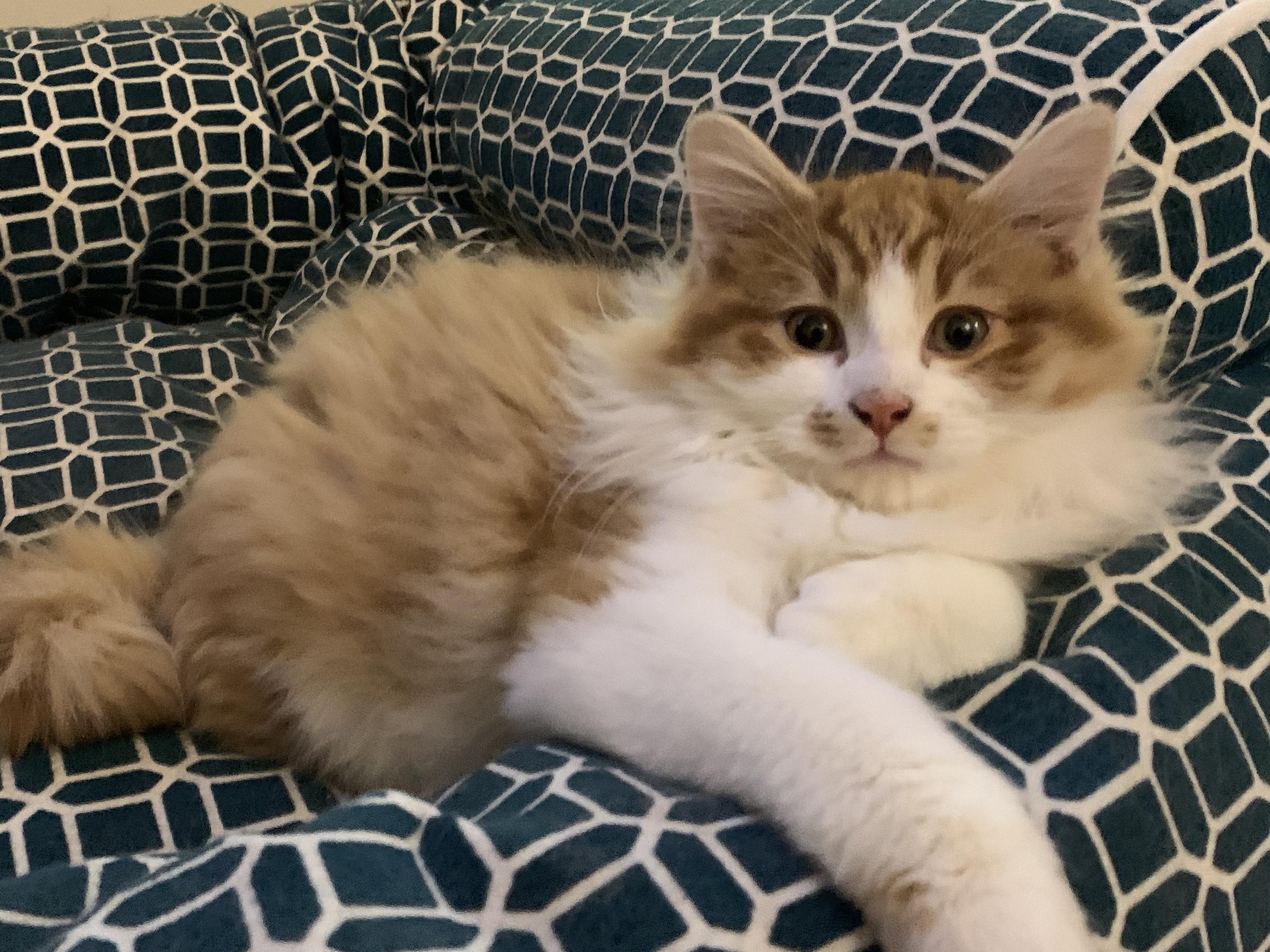 King, a Adopted Domestic Medium Hair in Guelph, ON image 3/4