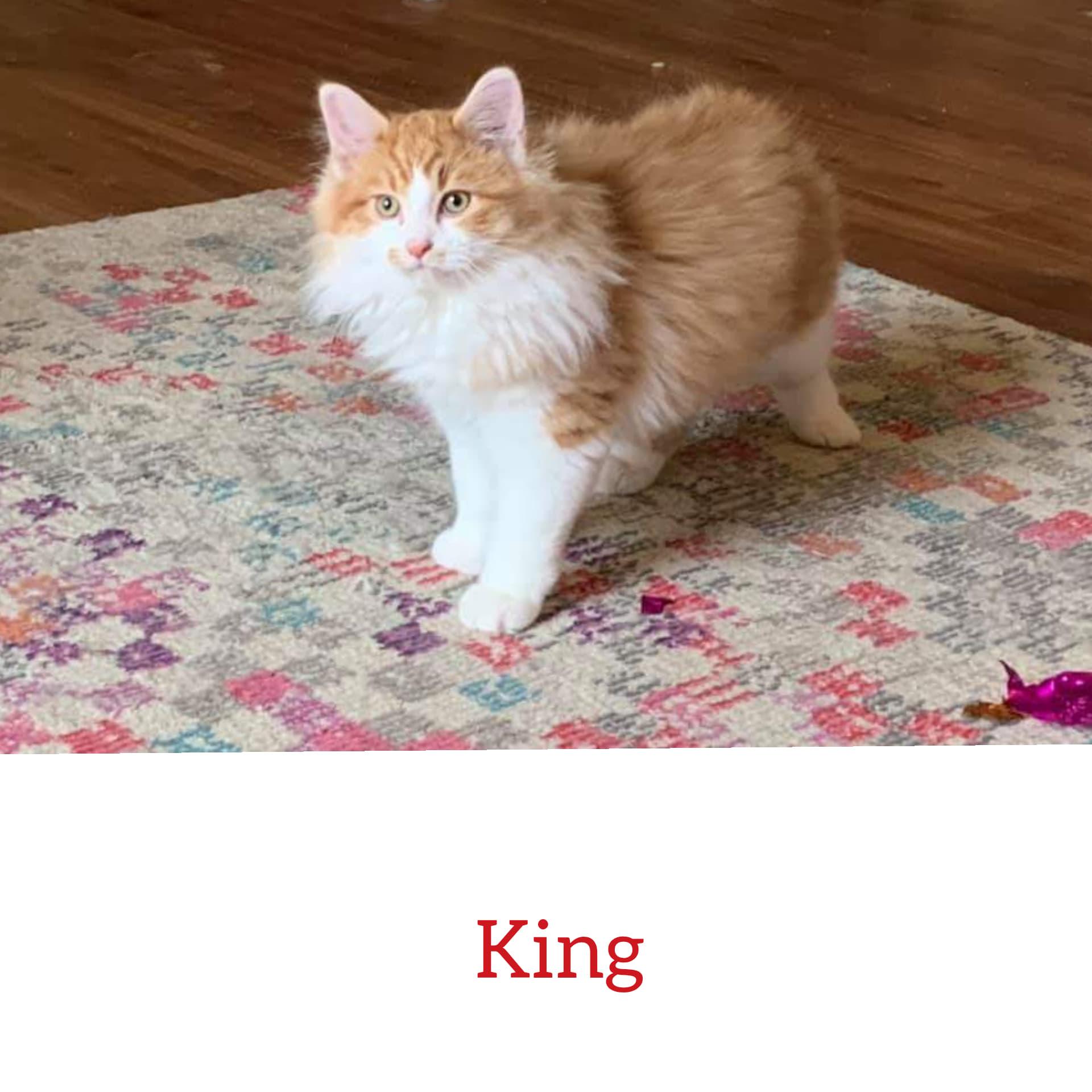 King, a Adopted Domestic Medium Hair in Guelph, ON image 4/4