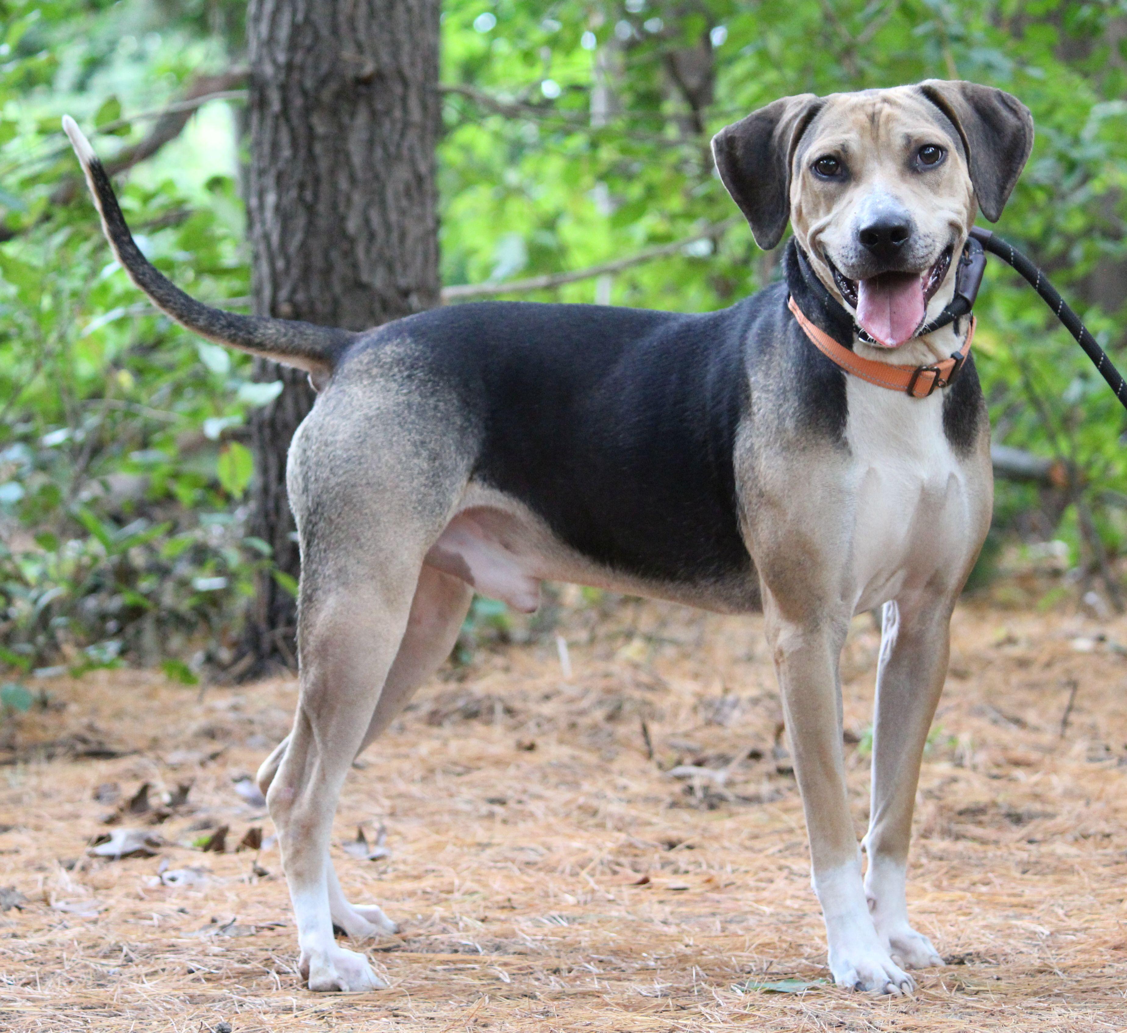 Rowdy, a Adoptable mixed breed in Portage, WI image 2/3
