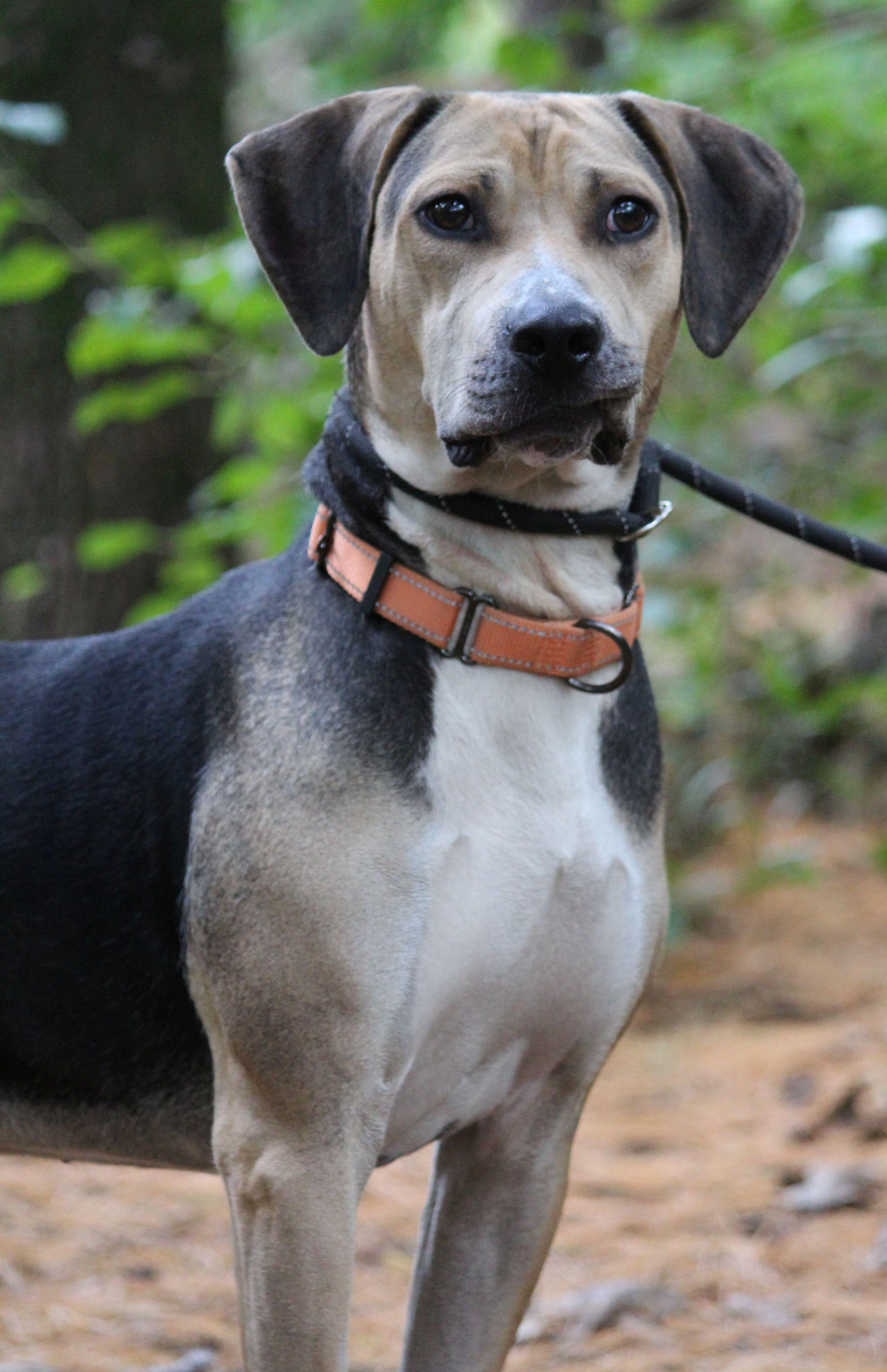 Rowdy, a Adoptable mixed breed in Portage, WI image 3/3