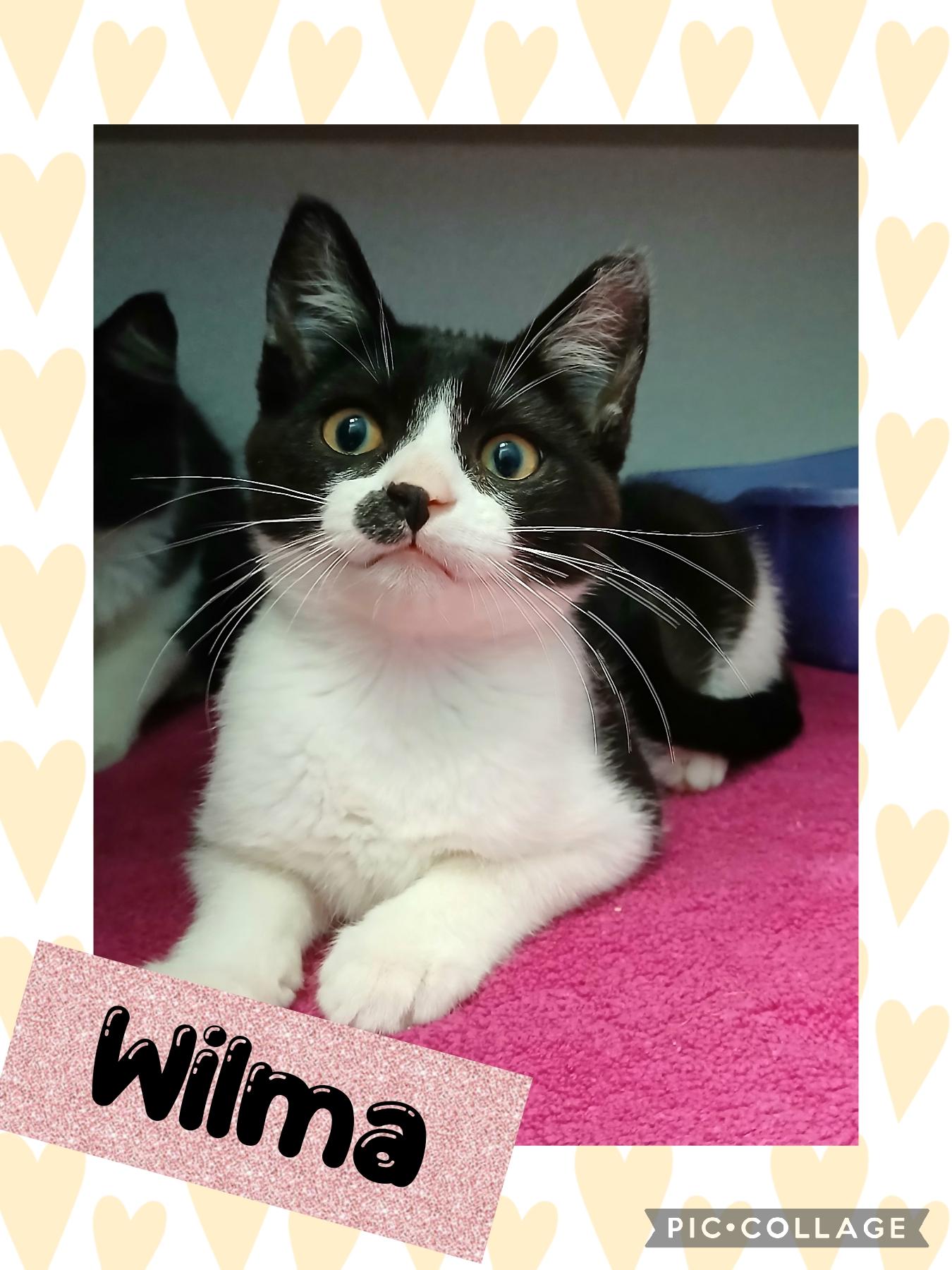Wilma, an adoptable Domestic Short Hair in Iron River, MI, 49935 | Photo Image 1