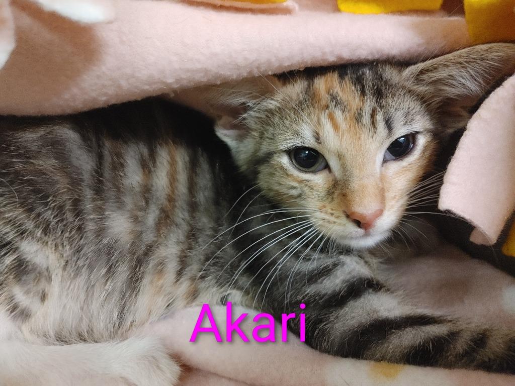 Enlarge Akari, a Adopted mixed breed in Shawnee, KS image 1/1
