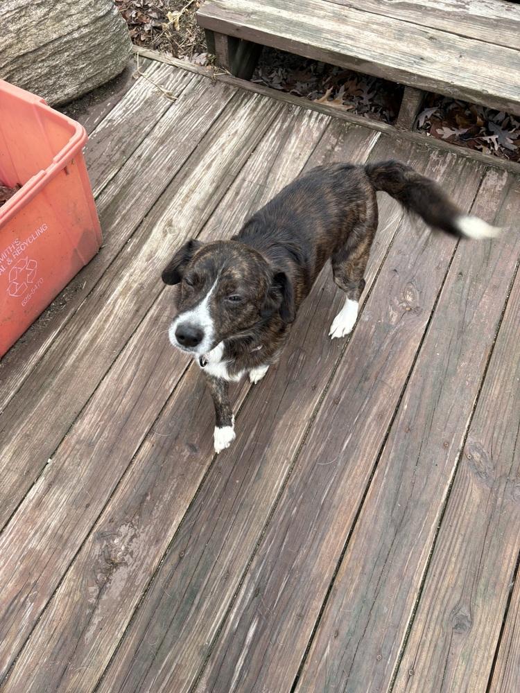 Enlarge Ollie (26-020 D), a Adoptable mixed breed in Lansing, MI image 1/6