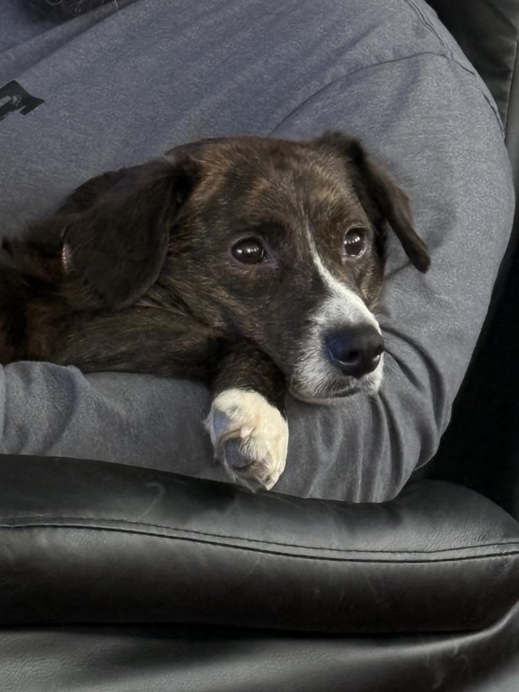 Enlarge Ollie (26-020 D), a Adoptable mixed breed in Lansing, MI image 2/6