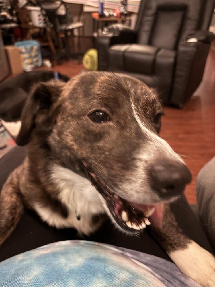 Enlarge Ollie (26-020 D), a Adoptable mixed breed in Lansing, MI image 3/6