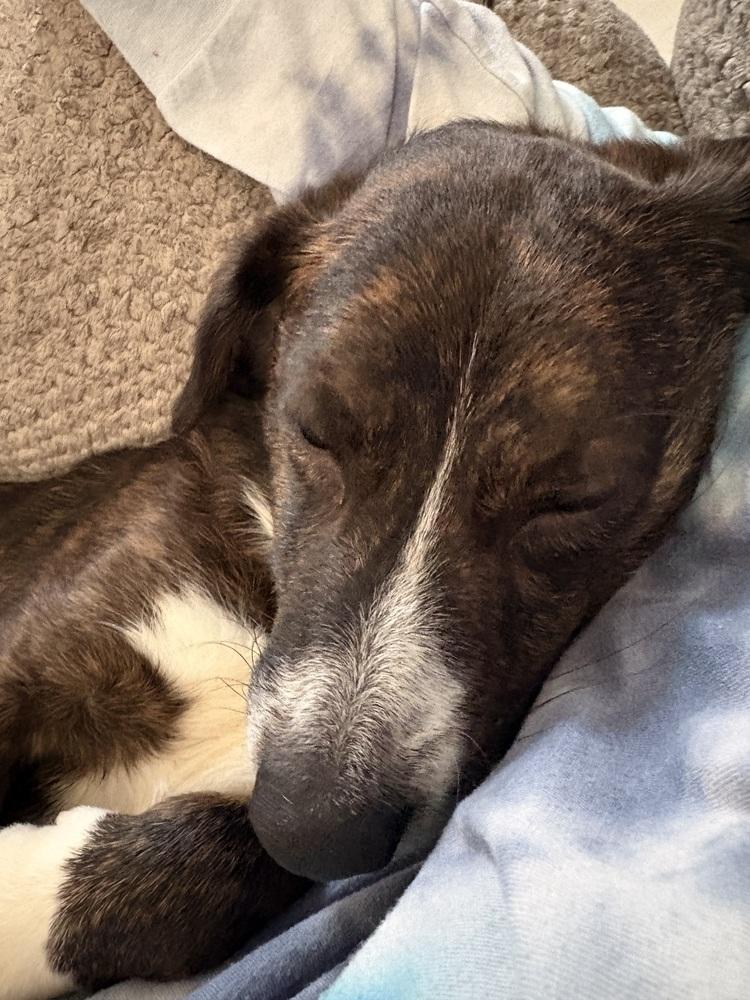 Enlarge Ollie (26-020 D), a Adoptable mixed breed in Lansing, MI image 4/6