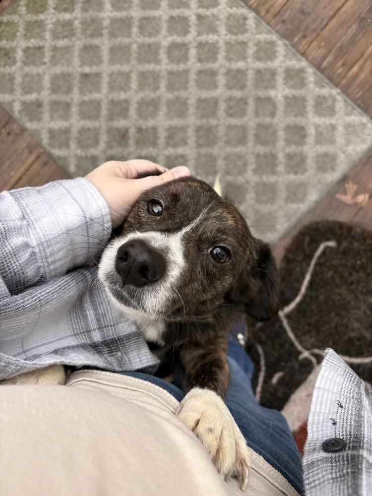 Enlarge Ollie (26-020 D), a Adoptable mixed breed in Lansing, MI image 5/6