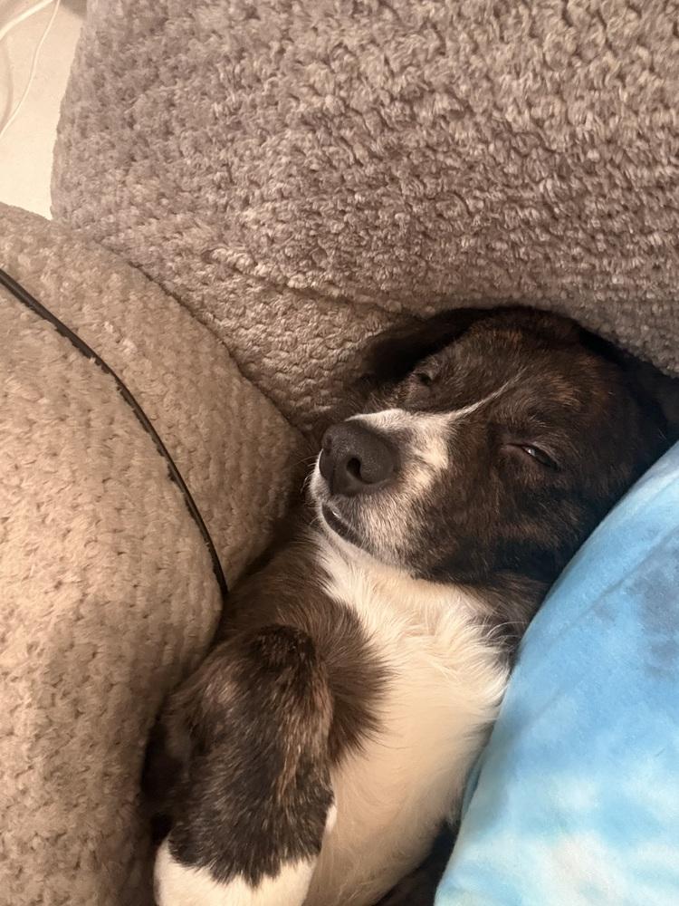 Enlarge Ollie (26-020 D), a Adoptable mixed breed in Lansing, MI image 6/6