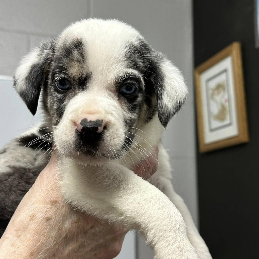 Americano, Adoptable, Puppy Male Catahoula Leopard Dog.