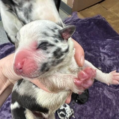 Enlarge Americano, a Adoptable Catahoula Leopard Dog in Coos Bay, OR image 2/2