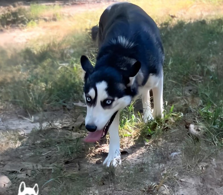 Halo, an adoptable Husky, Alaskan Malamute in St. James, MO, 65559 | Photo Image 2