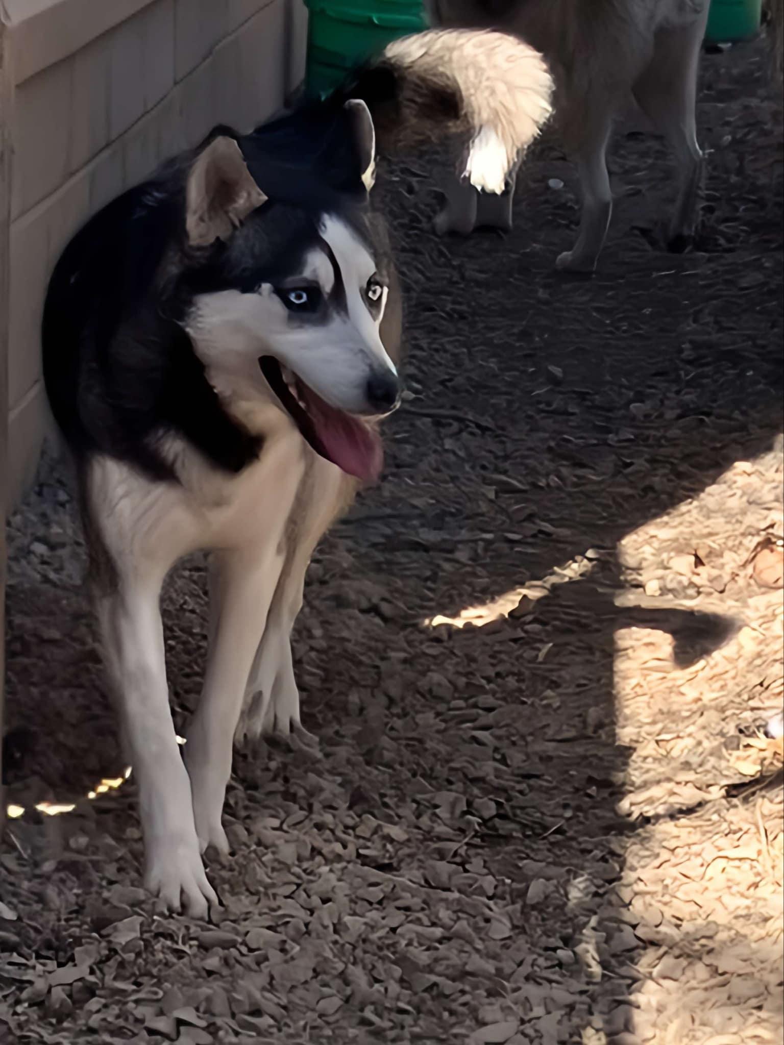 Halo, Adoptable, Young Female Husky & Alaskan Malamute.