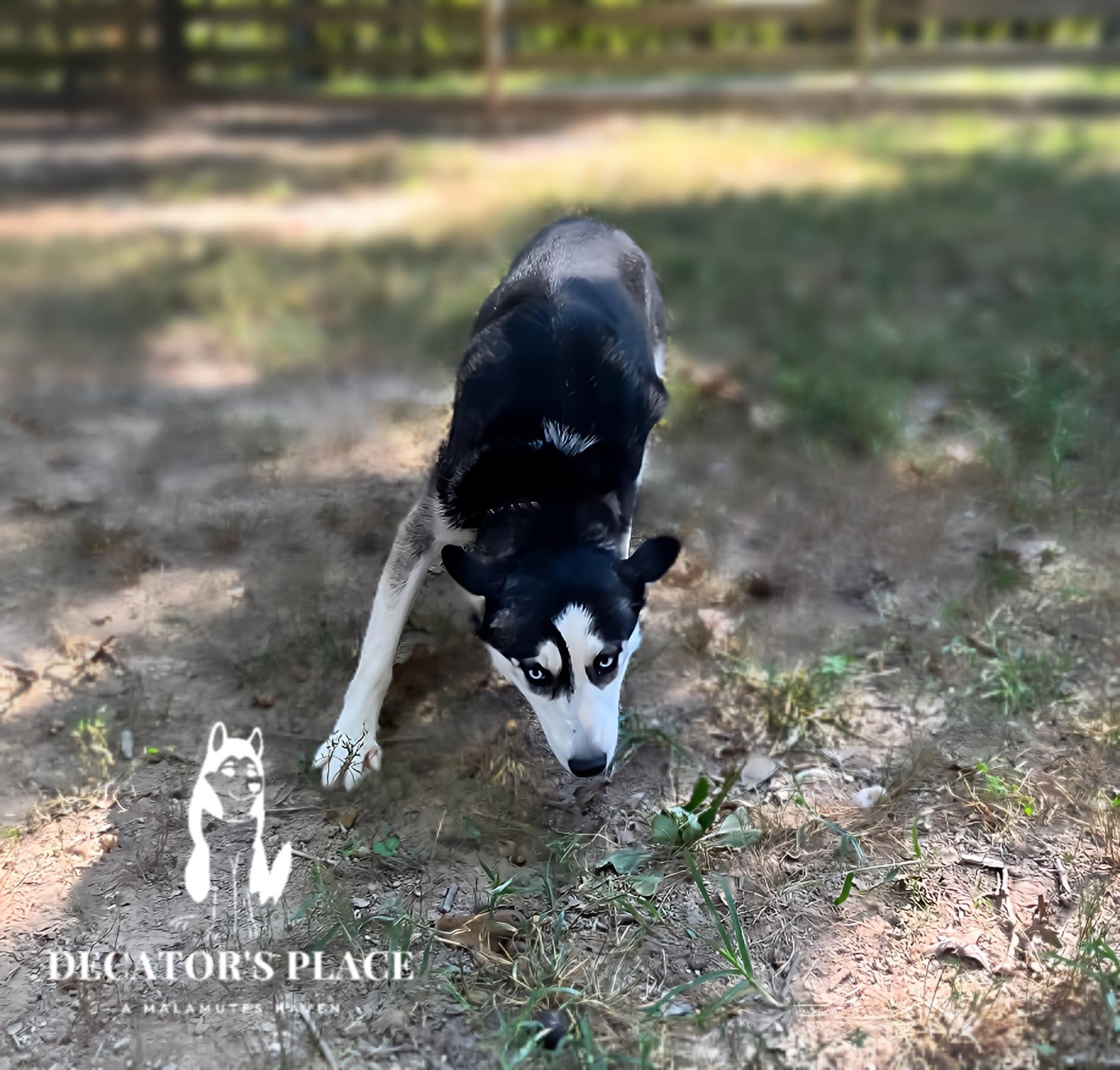 Halo, a Adoptable mixed breed in St. James, MO image 3/4