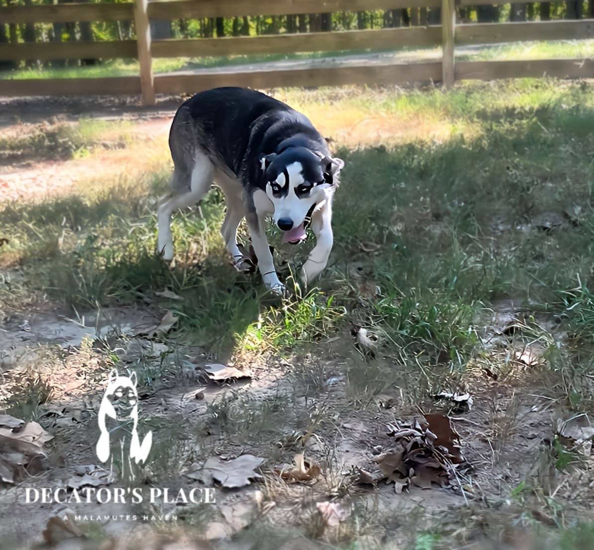 Halo, an adoptable Husky, Alaskan Malamute in St. James, MO, 65559 | Photo Image 4