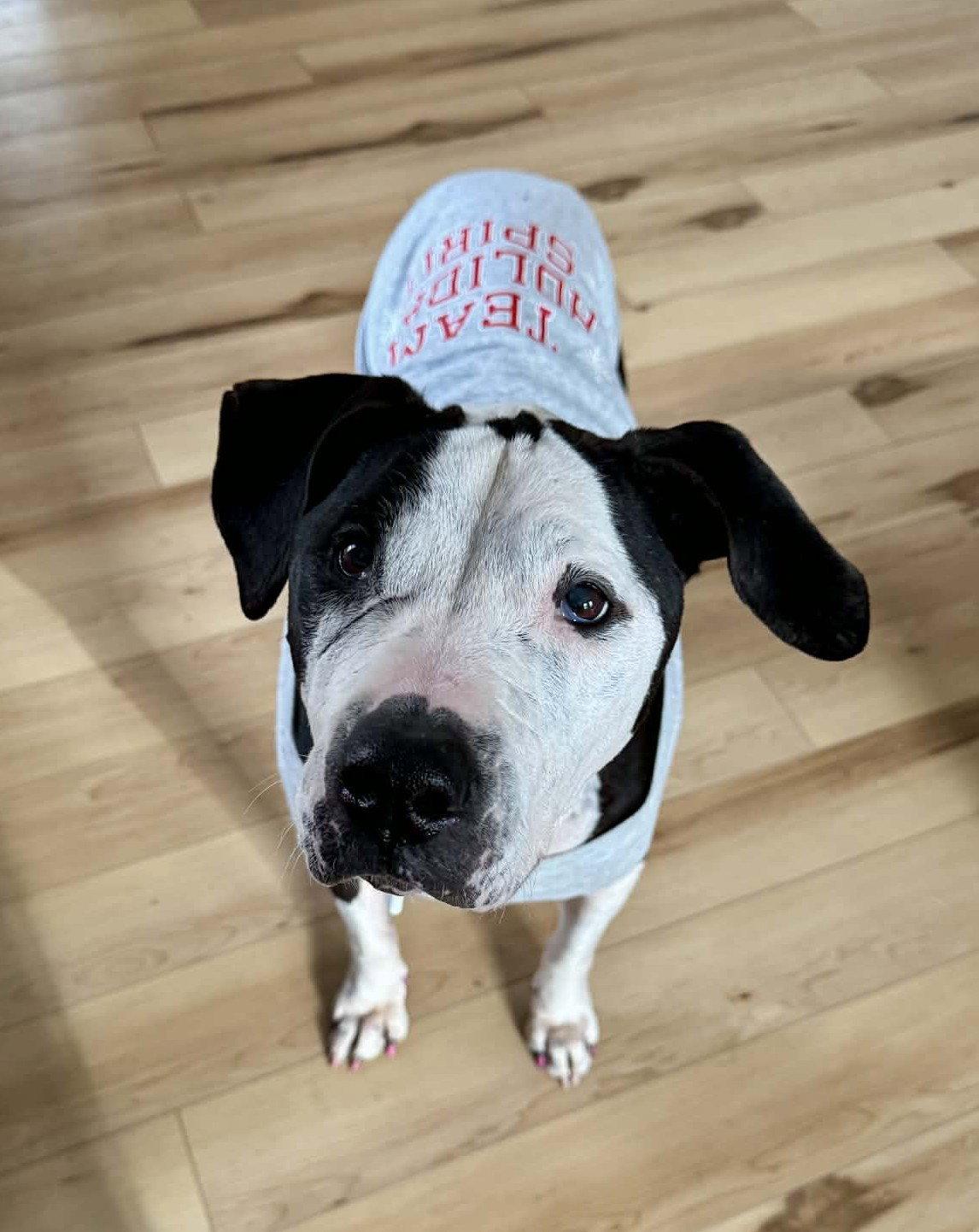 Luna (Grandma), Adopted, Adult Female Pit Bull Terrier & Great Dane.