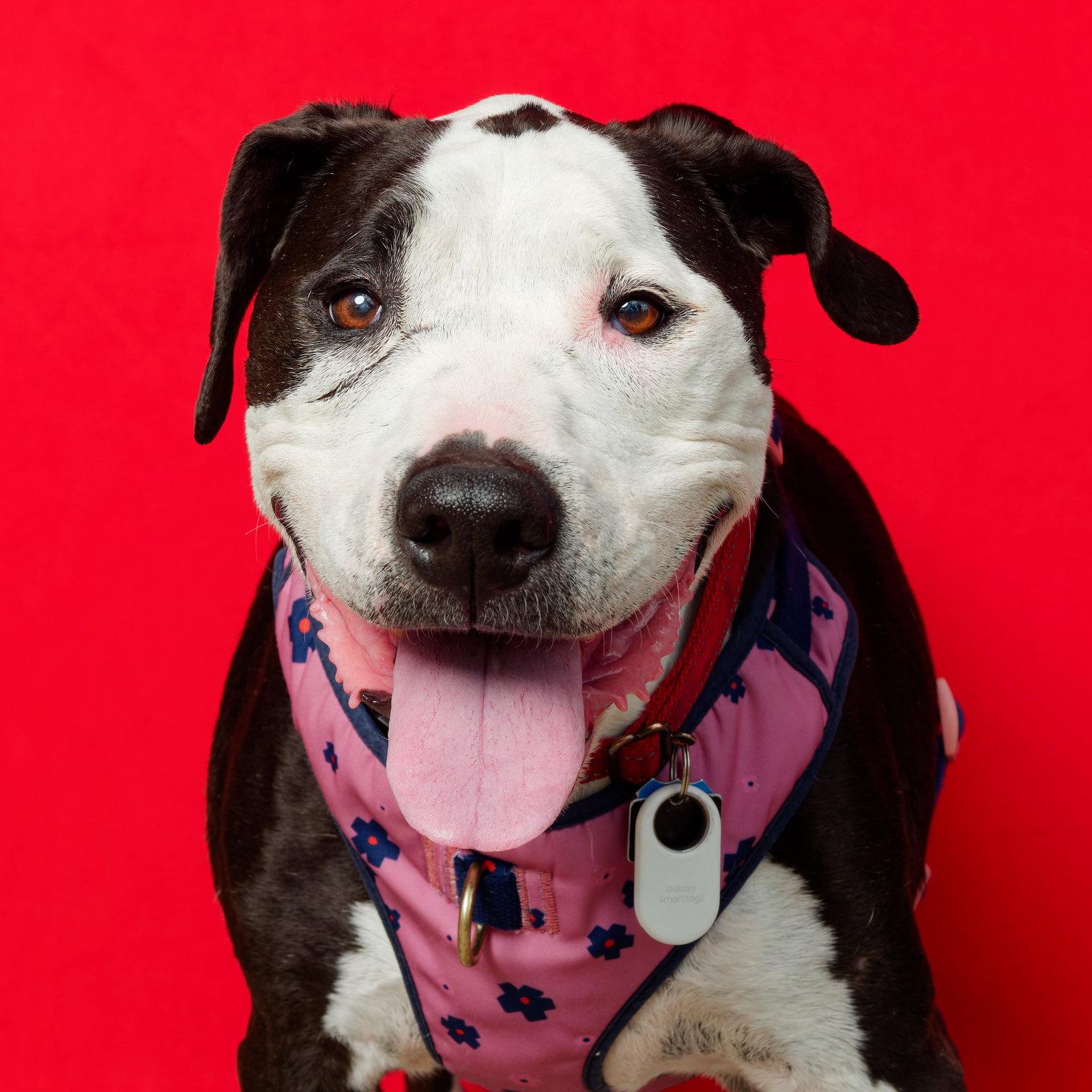 Enlarge Luna (Grandma), a Adopted mixed breed in Spotsylvania, VA image 2/3