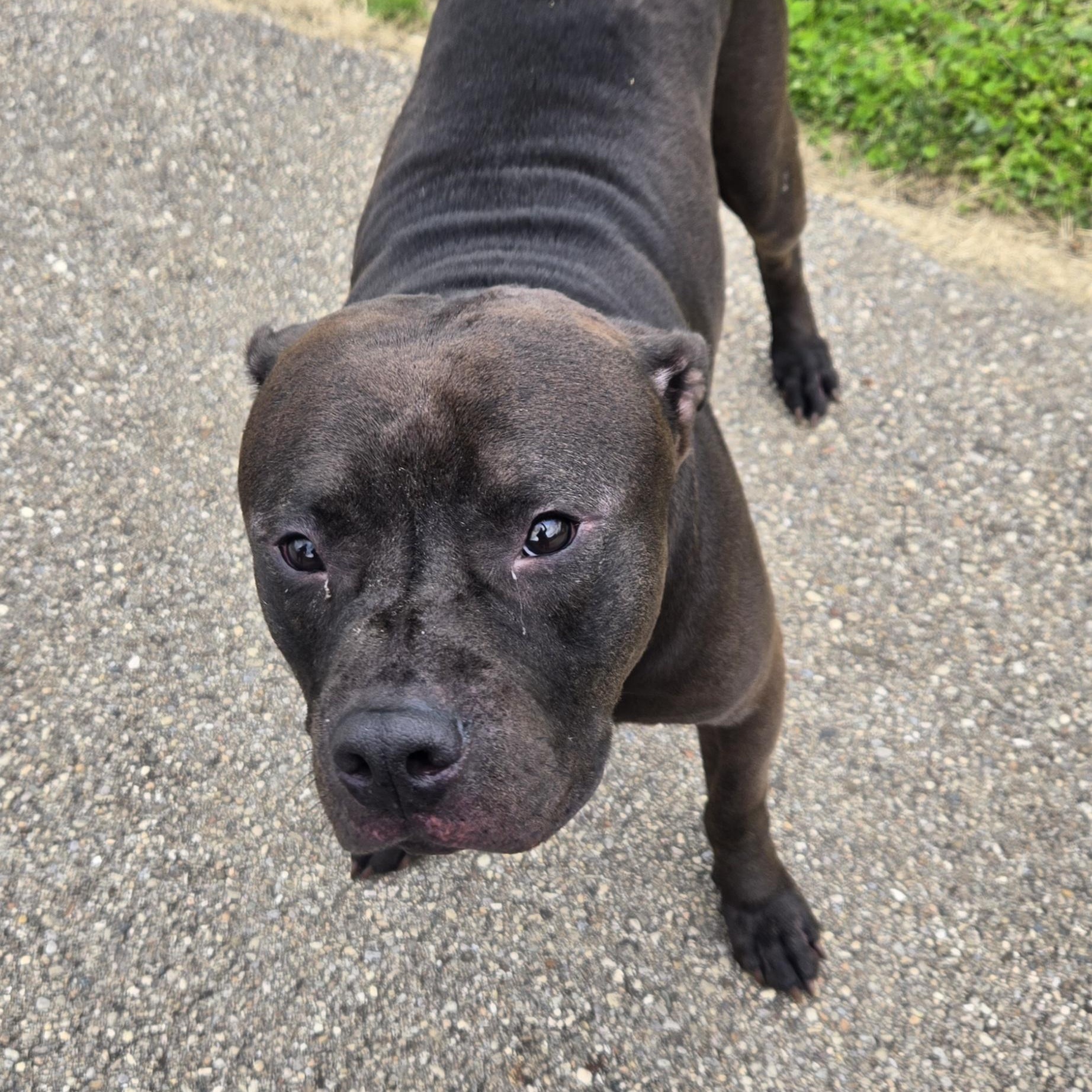 Enlarge Ronno , a ADOPTABLE mixed breed in Xenia , OH image 3/6