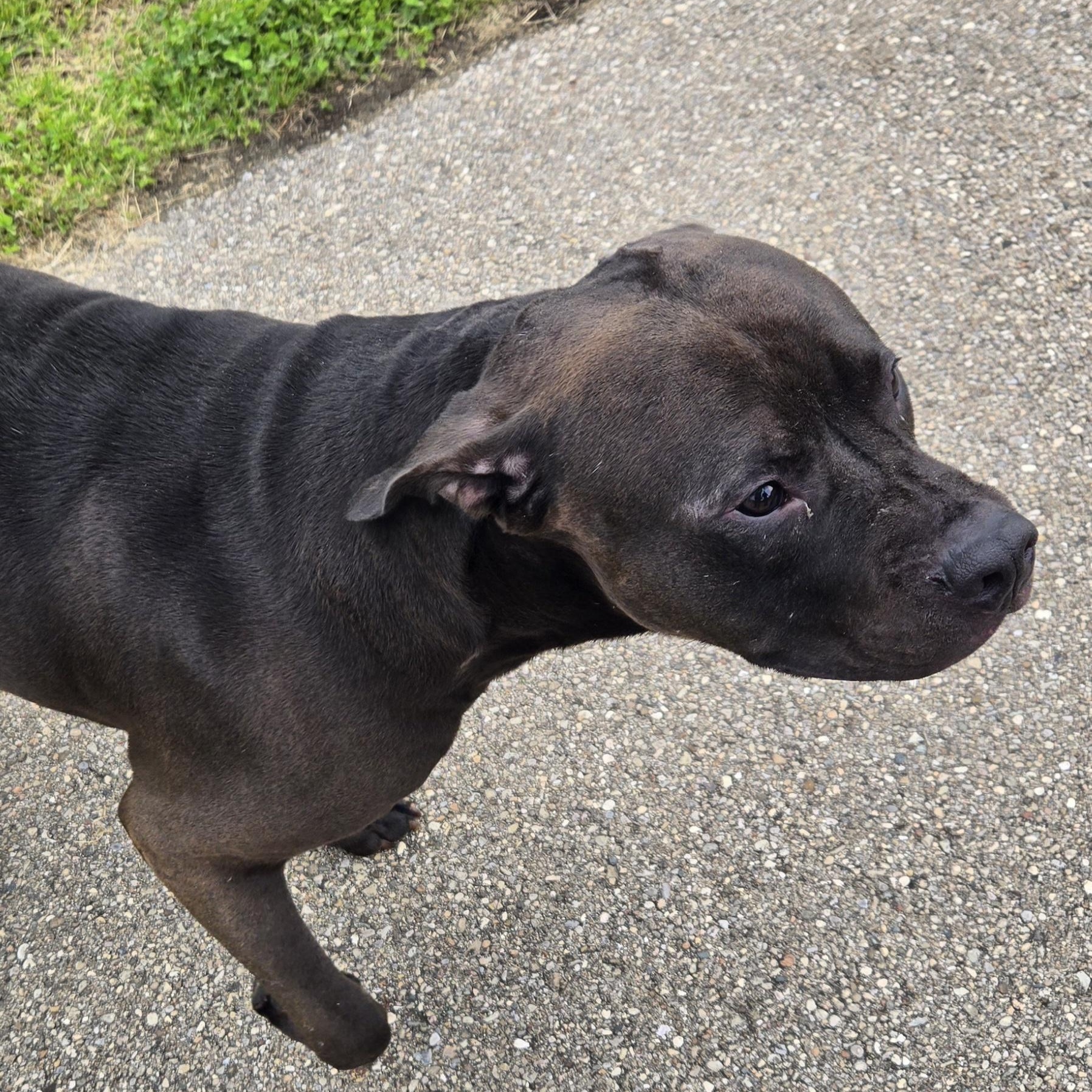 Enlarge Ronno , a ADOPTABLE mixed breed in Xenia , OH image 6/6