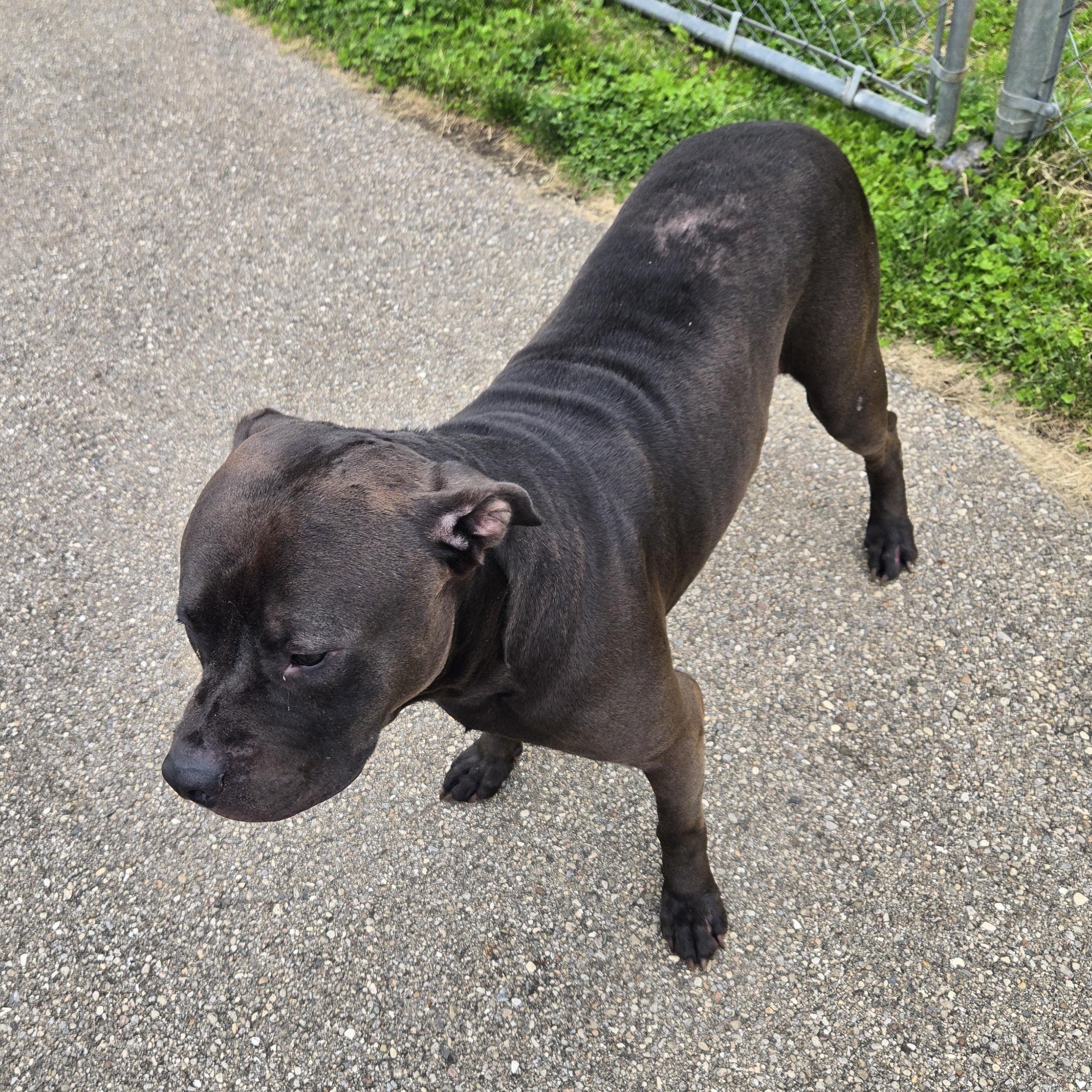 Enlarge Ronno , a ADOPTABLE mixed breed in Xenia , OH image 5/6