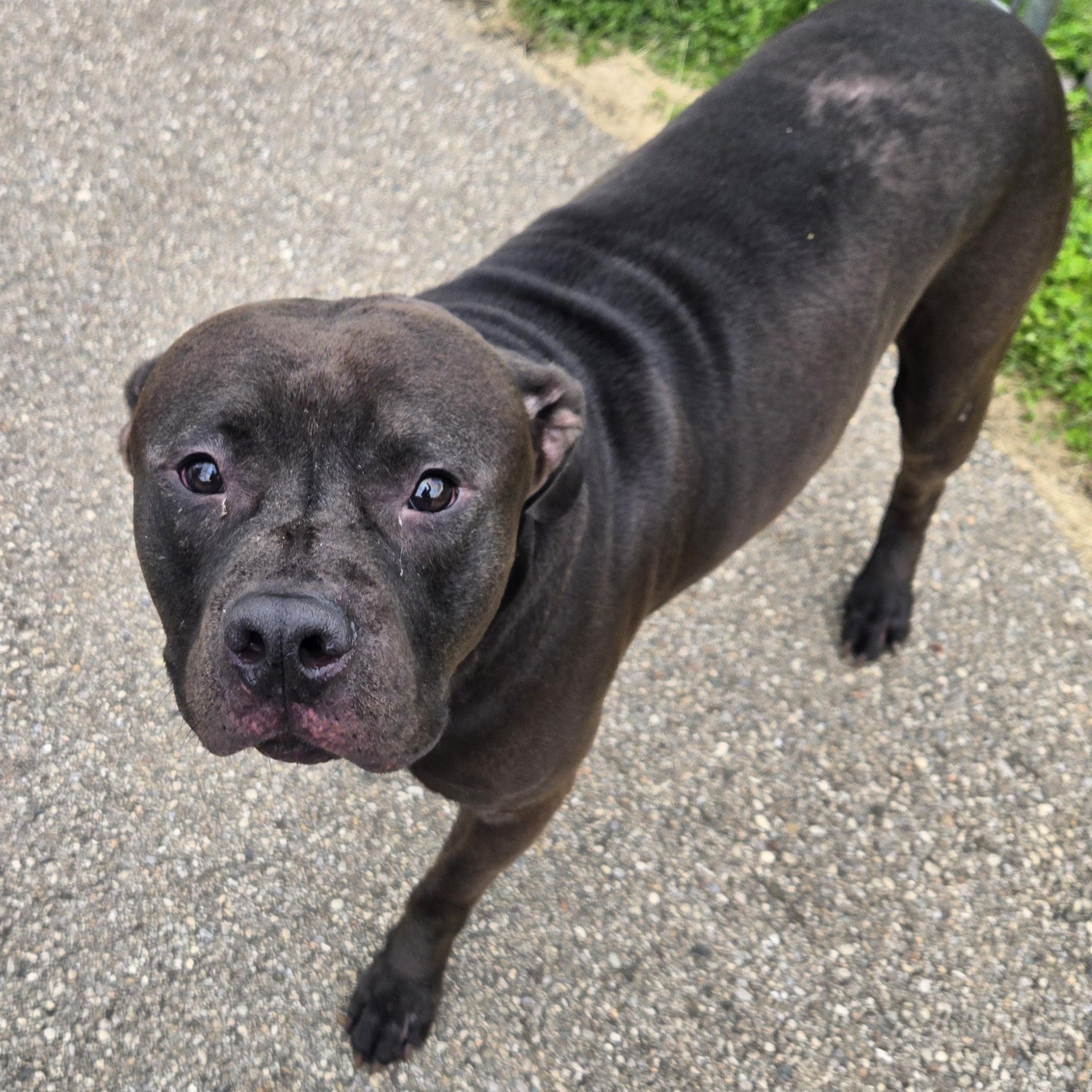 Ronno , ADOPTABLE, Adult Male Rottweiler & Chocolate Labrador Retriever.
