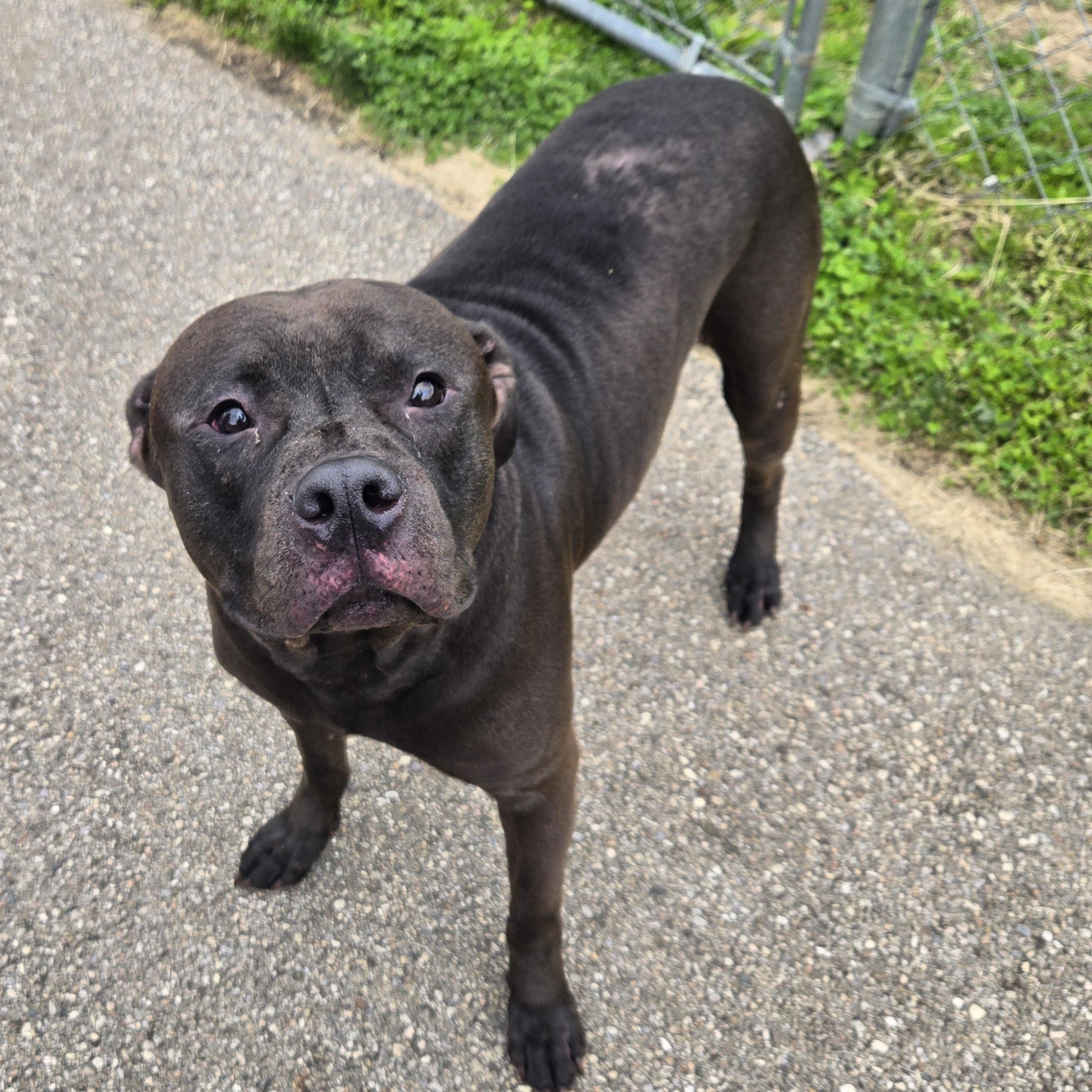 Enlarge Ronno , a ADOPTABLE mixed breed in Xenia , OH image 4/6