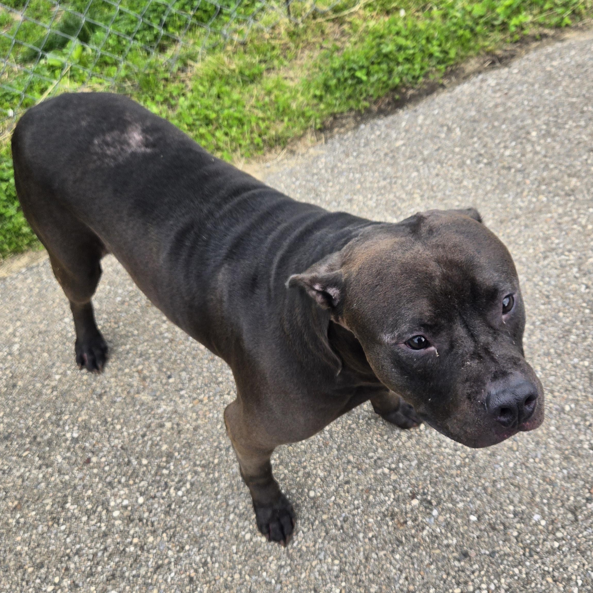 Enlarge Ronno , a ADOPTABLE mixed breed in Xenia , OH image 2/6
