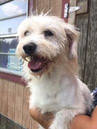 Tuesday, Adoptable, Senior Female Terrier & Dachshund.