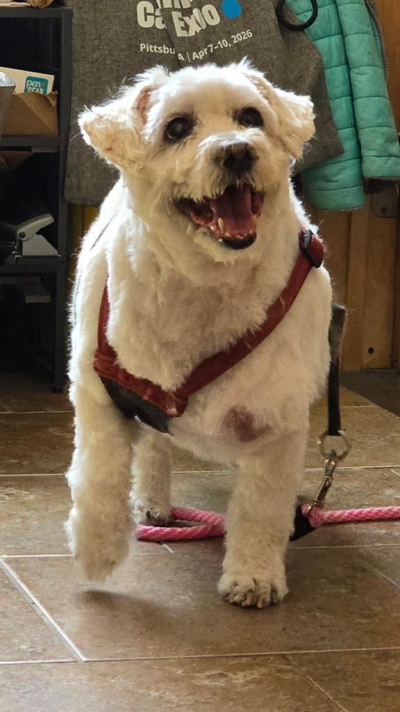 Tuesday, a Adoptable mixed breed in Ashland, WI image 2/2
