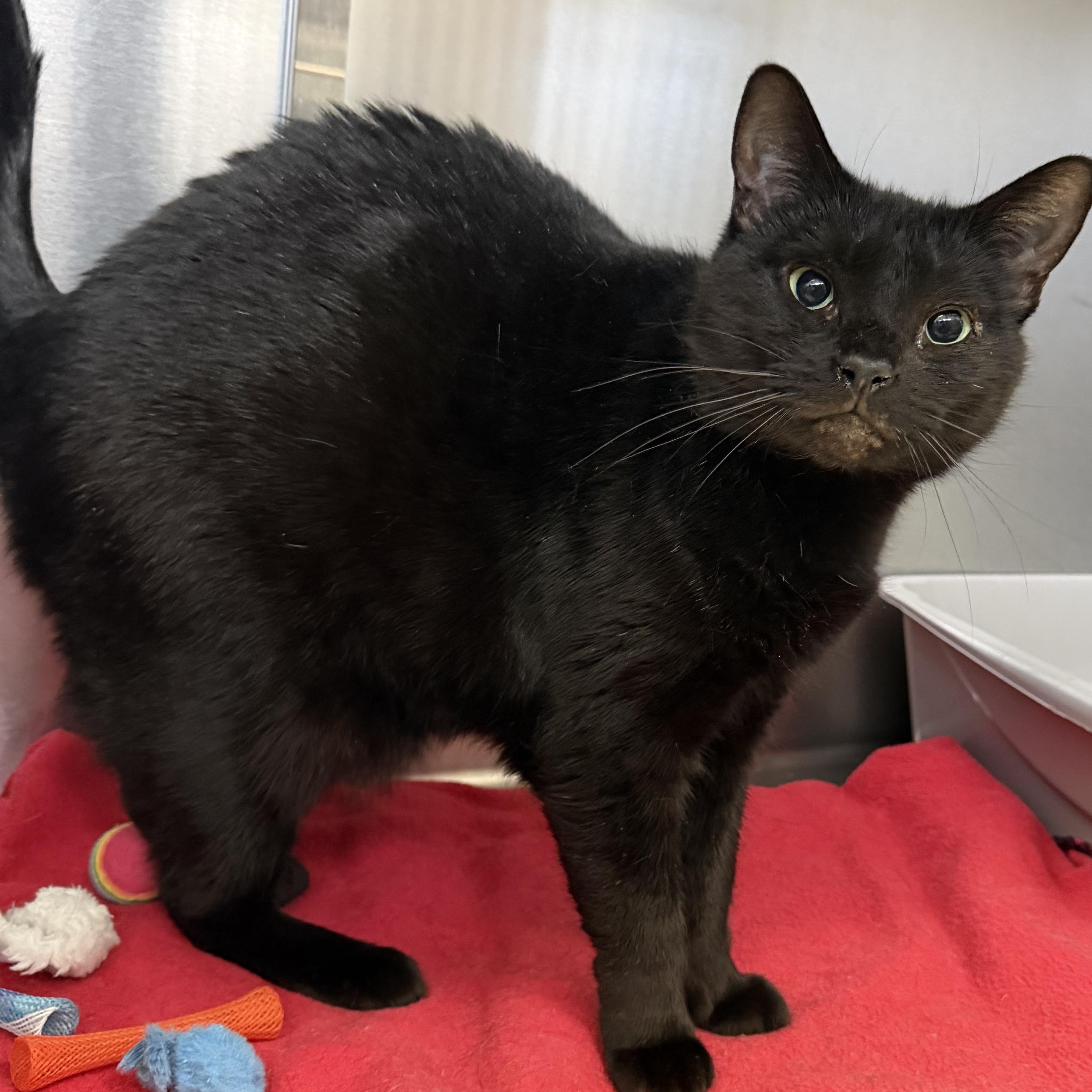 Beauty , ADOPTABLE, Adult Female Domestic Short Hair.