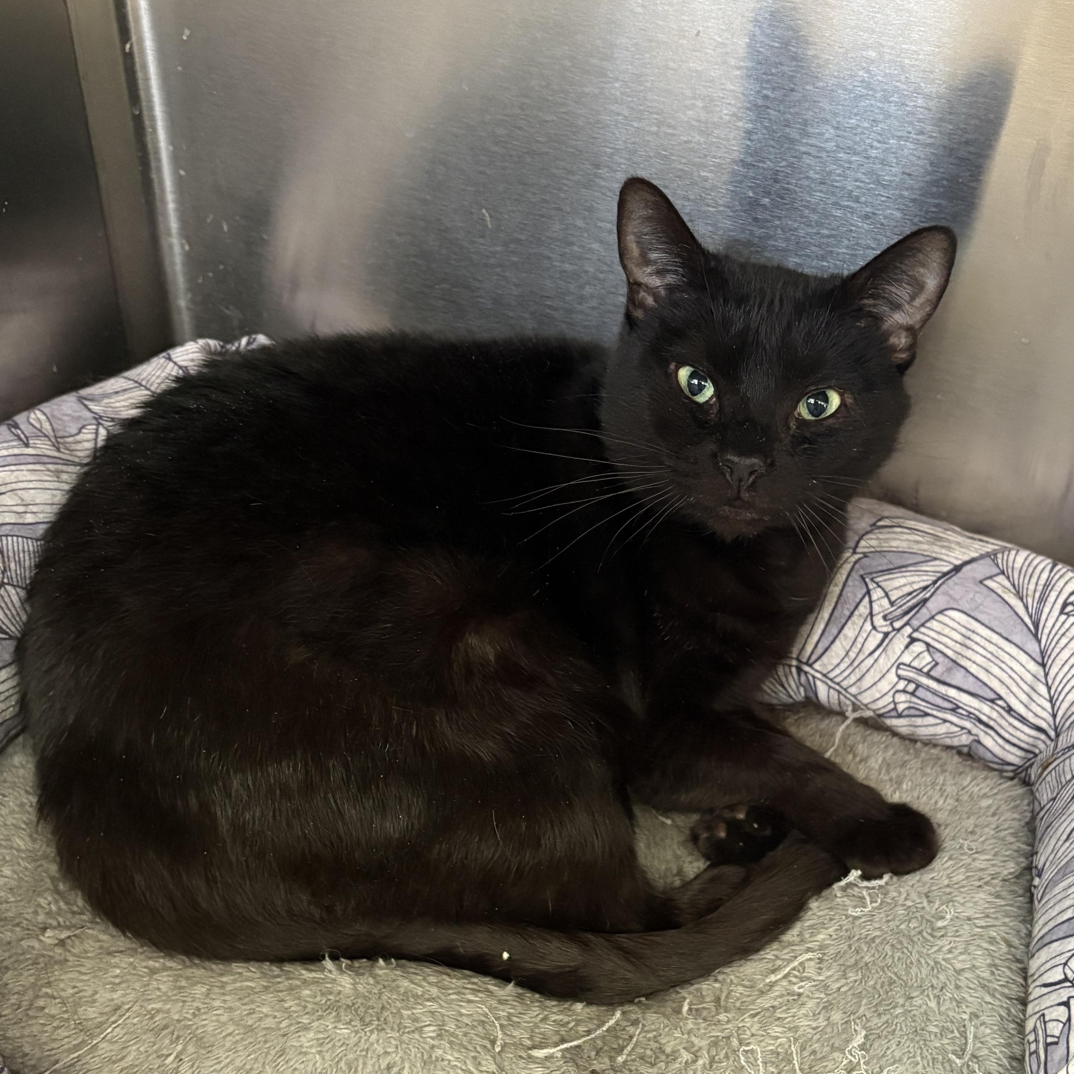 Enlarge Beauty , a ADOPTABLE Domestic Short Hair in Wantagh, NY image 1/1