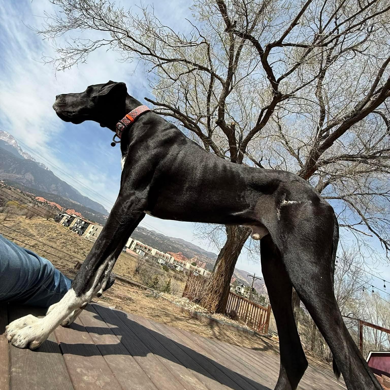 Nemo, a ADOPTABLE Great Dane in Colorado Springs, CO image 2/5