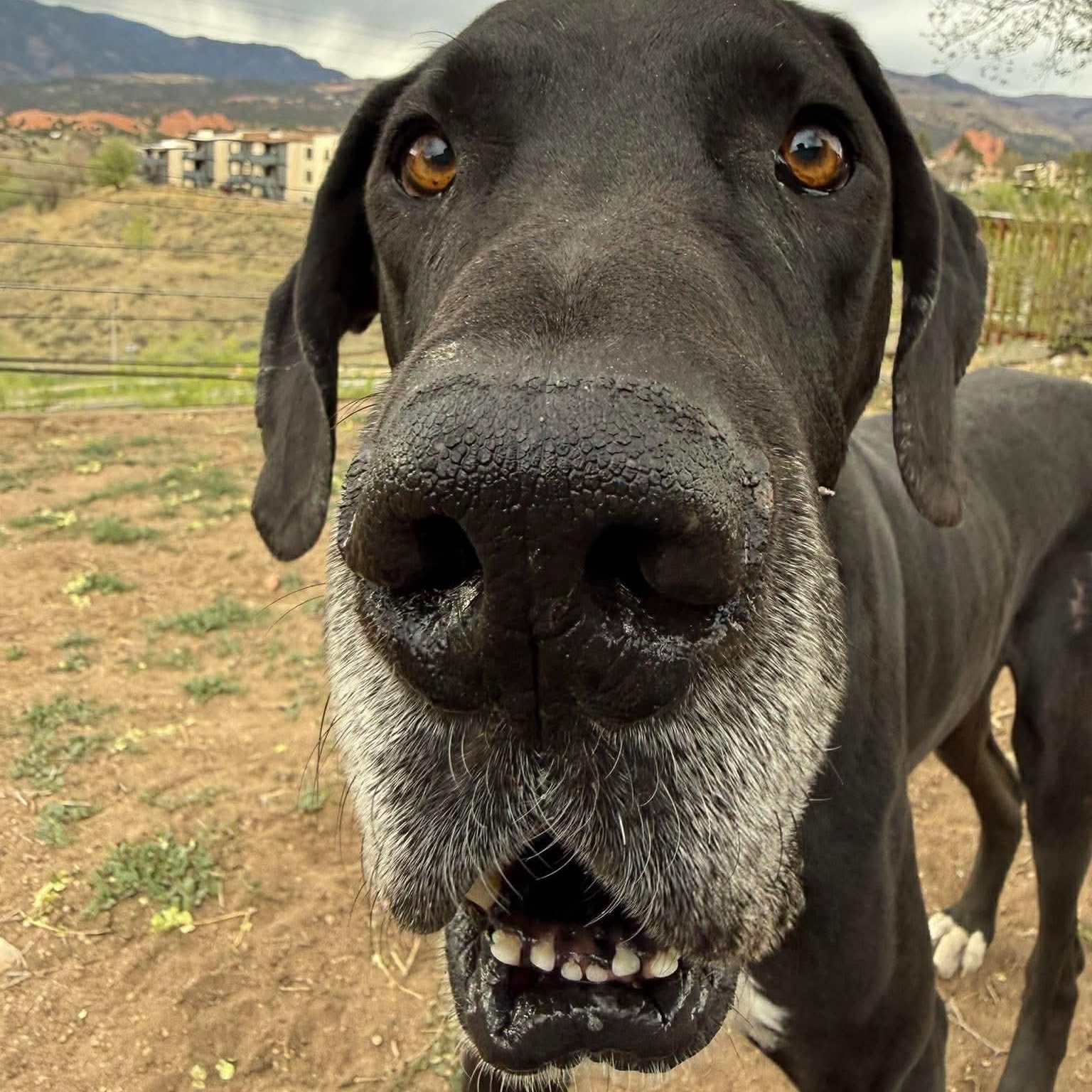 Nemo, a ADOPTABLE Great Dane in Colorado Springs, CO image 3/5