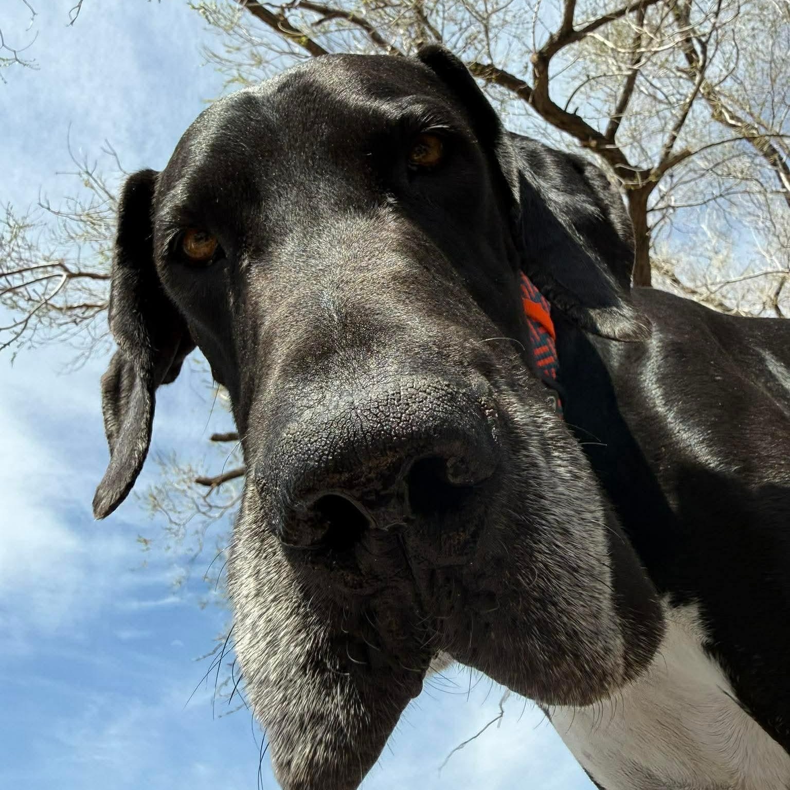 Nemo, a ADOPTABLE Great Dane in Colorado Springs, CO image 1/5