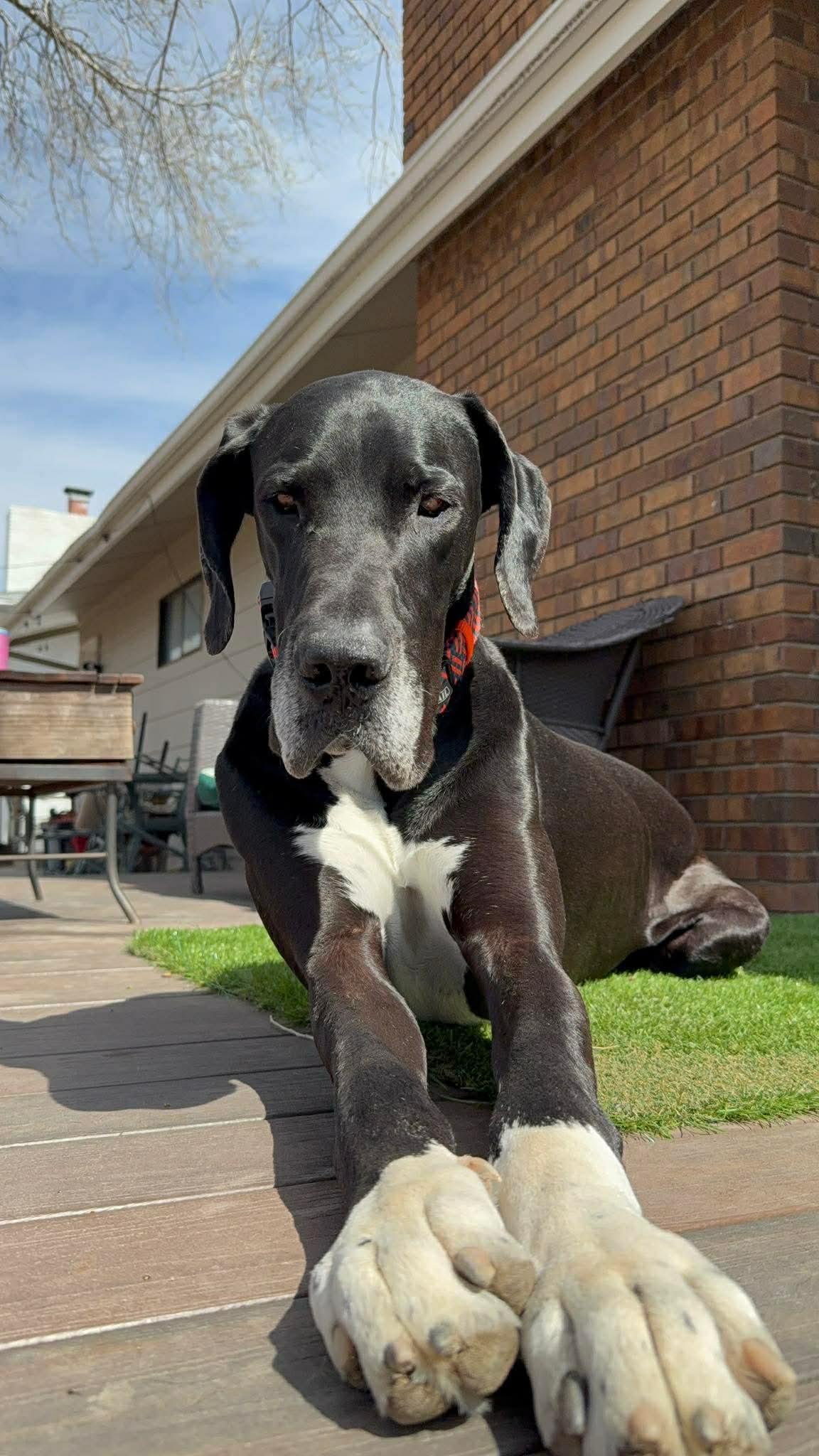 Nemo, a ADOPTABLE Great Dane in Colorado Springs, CO image 4/5
